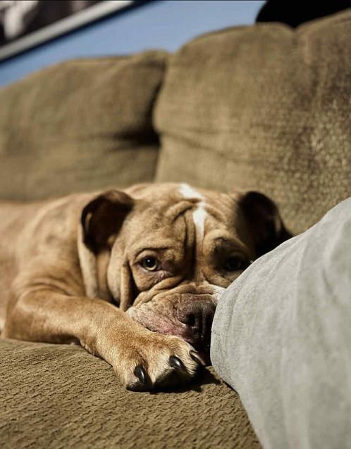 Enlarge Penny, an adopted English Bulldog in Crystal City, MB image 5/5