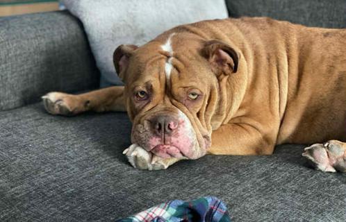 Enlarge Penny, an adopted English Bulldog in Crystal City, MB image 1/5