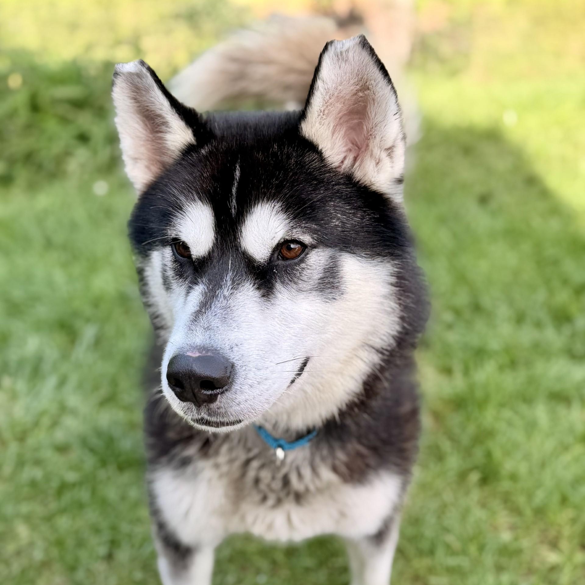 Enlarge Maverick, a Adoptable Siberian Husky in Manahawkin, NJ image 4/4