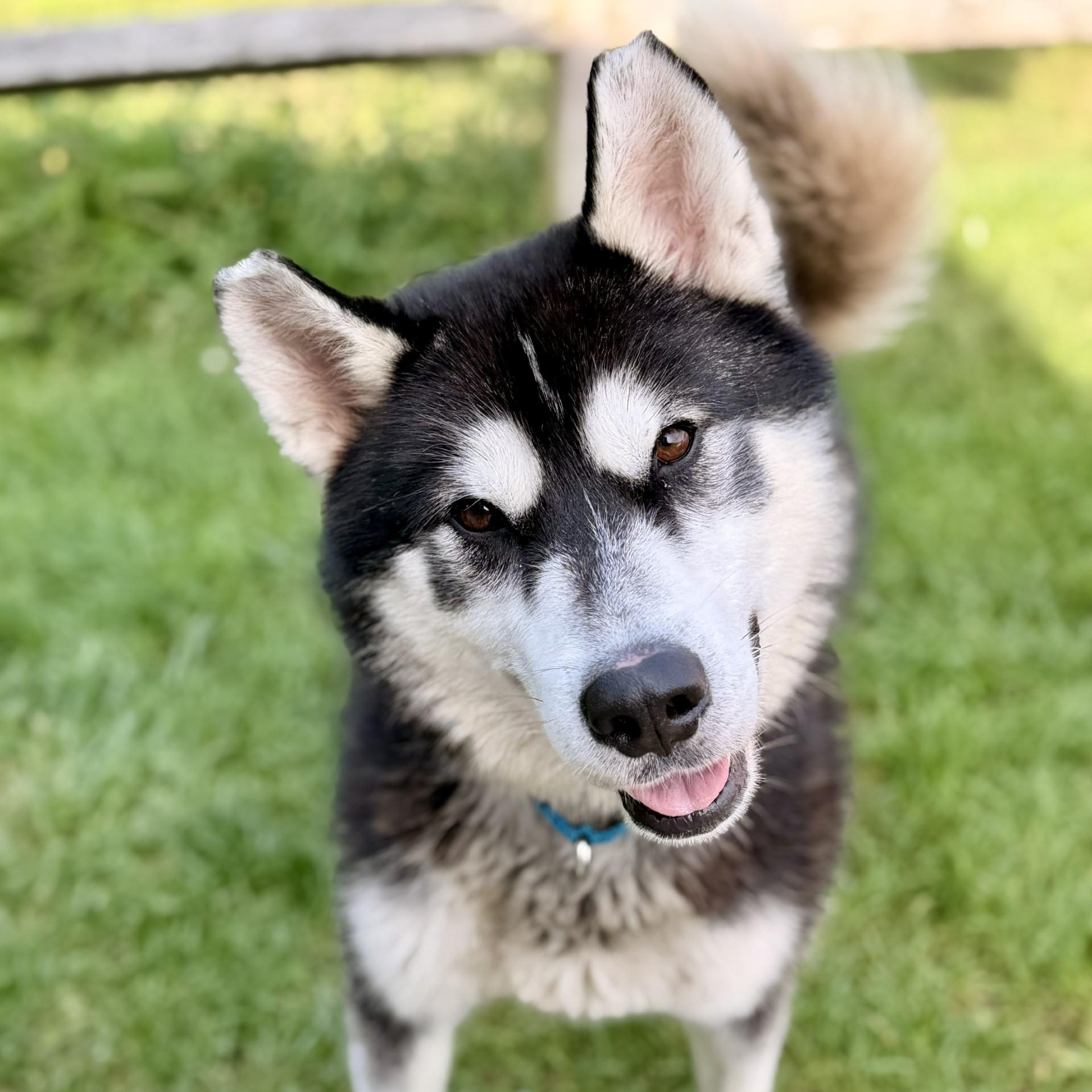 Enlarge Maverick, a Adoptable Siberian Husky in Manahawkin, NJ image 3/4