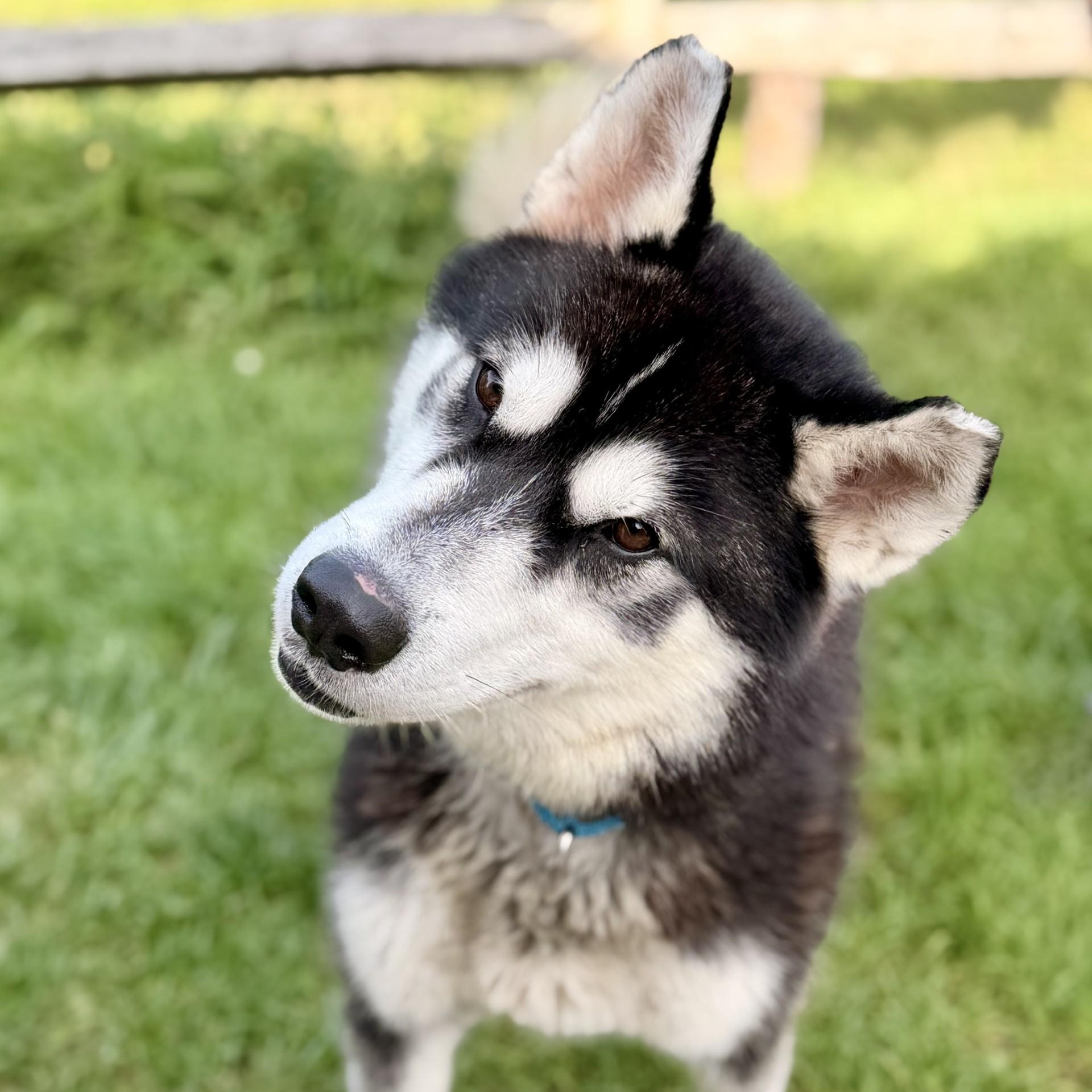 Enlarge Maverick, a Adoptable Siberian Husky in Manahawkin, NJ image 2/4