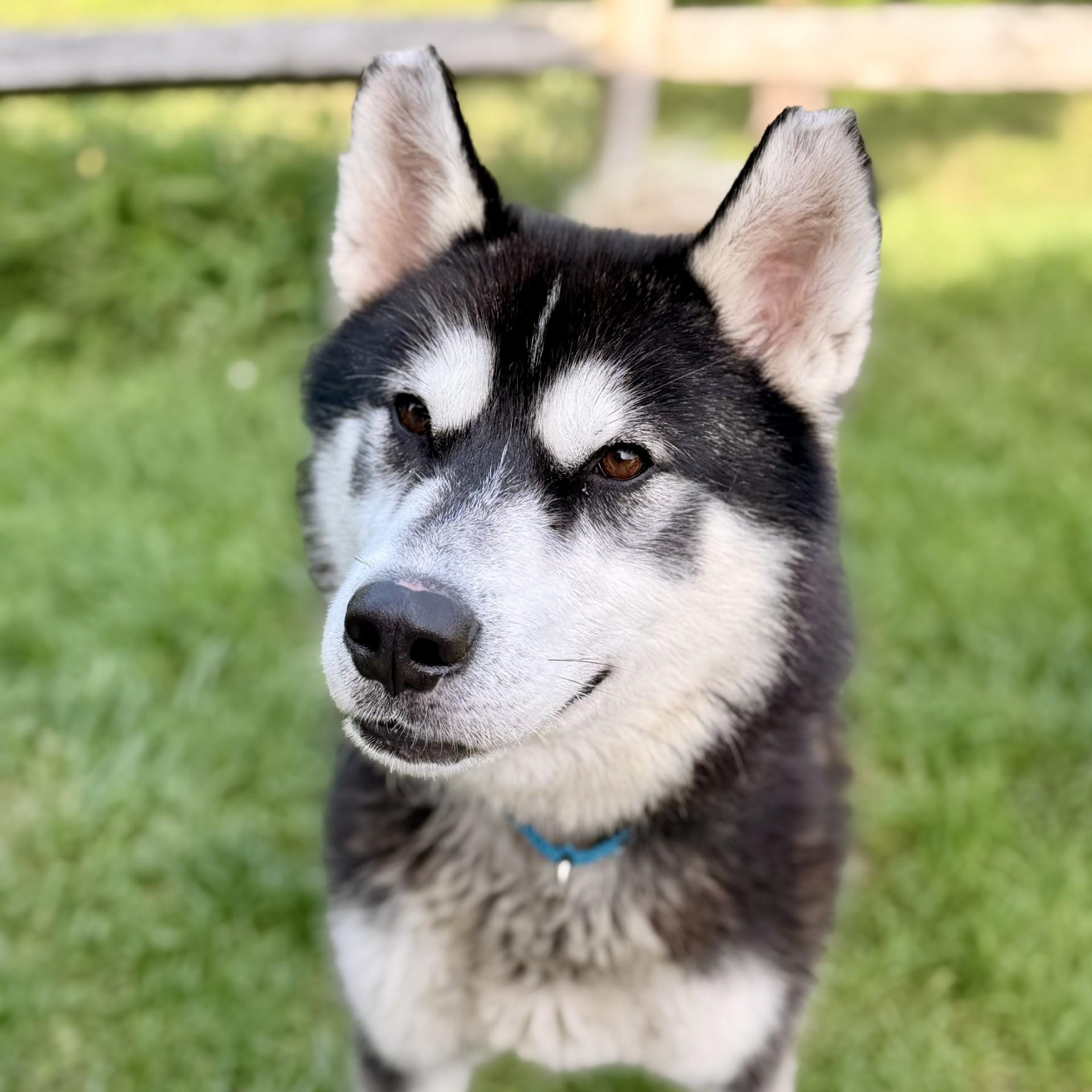 Enlarge Maverick, a Adoptable Siberian Husky in Manahawkin, NJ image 1/4