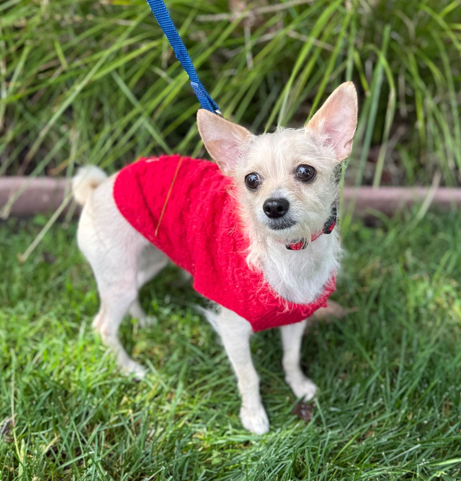 Enlarge Chanel, a Adoptable mixed breed in Palo Alto, CA image 1/3