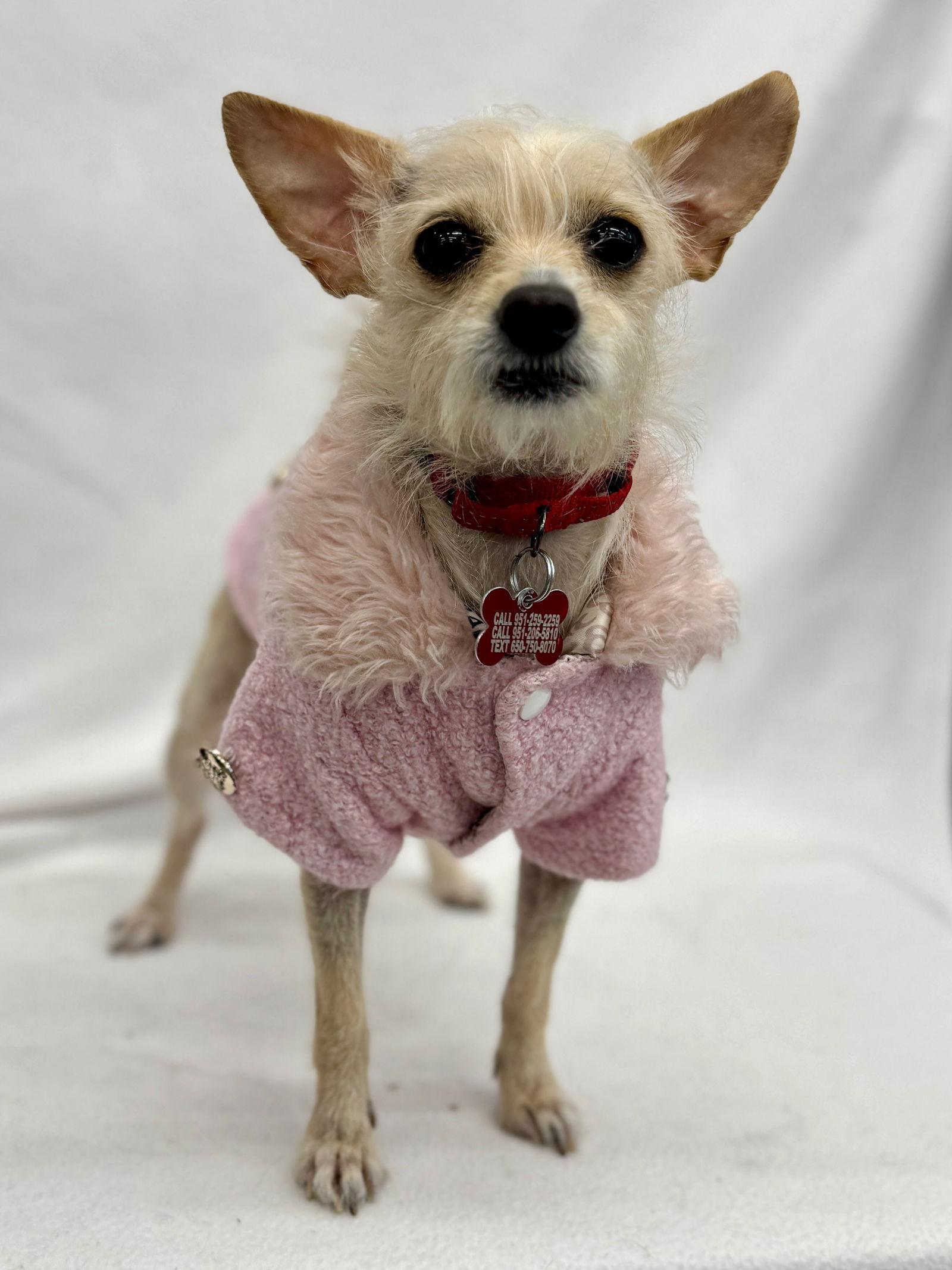 Enlarge Chanel, a Adoptable mixed breed in Palo Alto, CA image 2/3