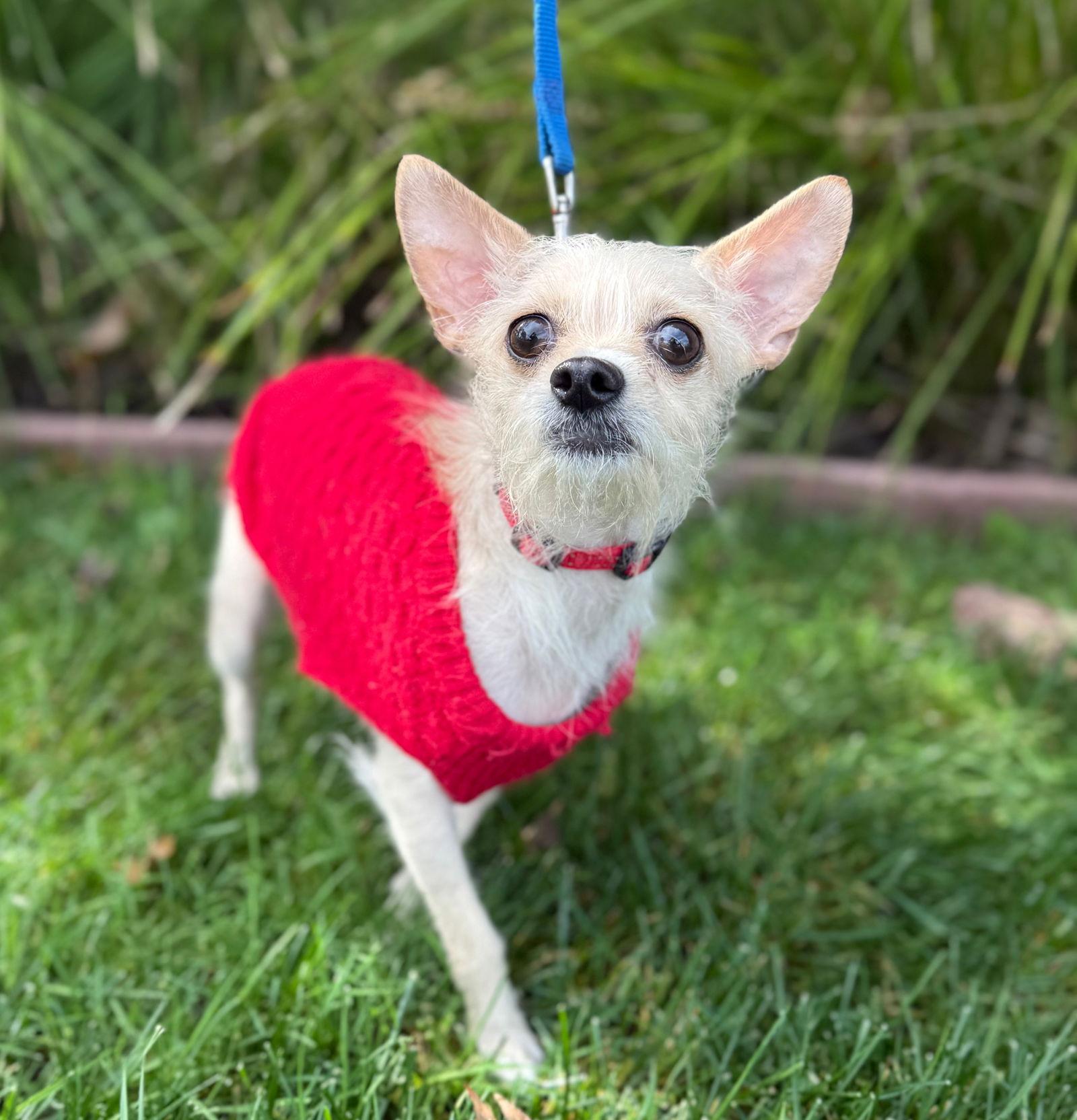 Enlarge Chanel, a Adoptable mixed breed in Palo Alto, CA image 3/3