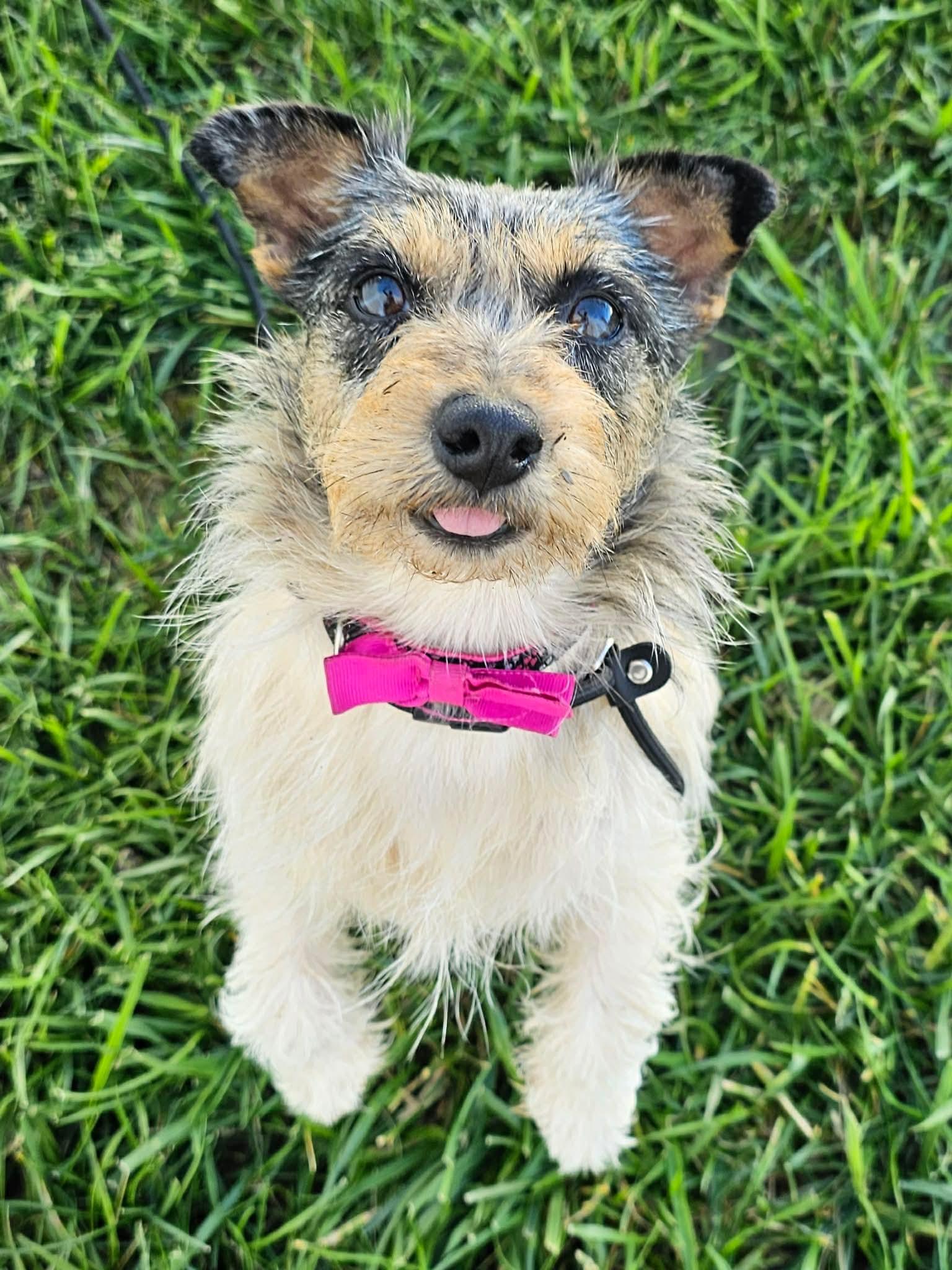 Peach Bellini, ADOPTABLE, Young Female Jack Russell Terrier.