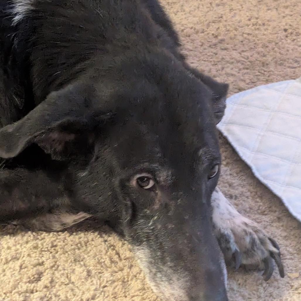 Winkle, Adoptable, Senior Male Mixed Breed & Border Collie.
