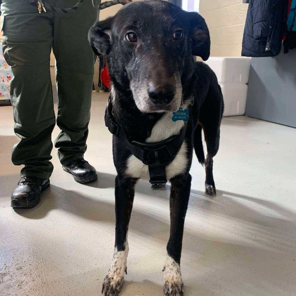 Enlarge Winkle, a Adoptable mixed breed in Huntington, WV image 2/4