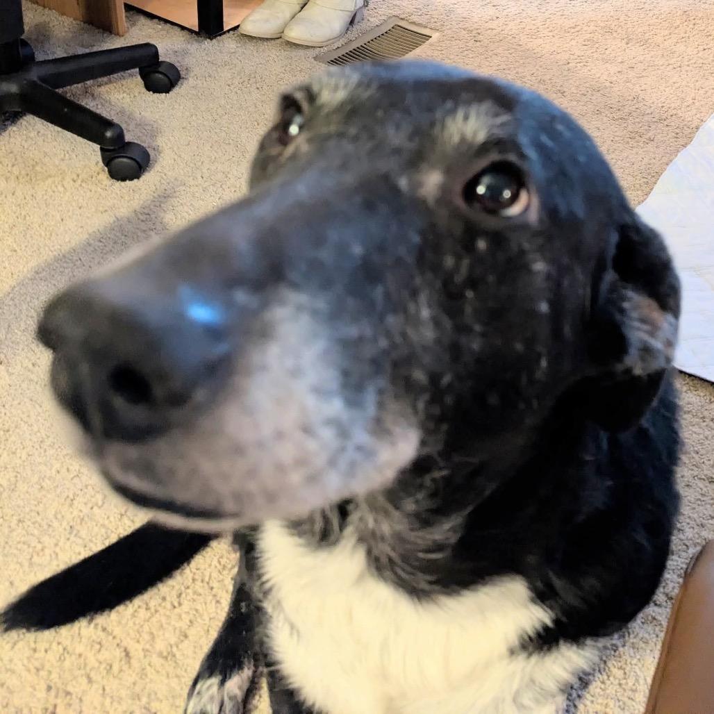 Enlarge Winkle, a Adoptable mixed breed in Huntington, WV image 3/4