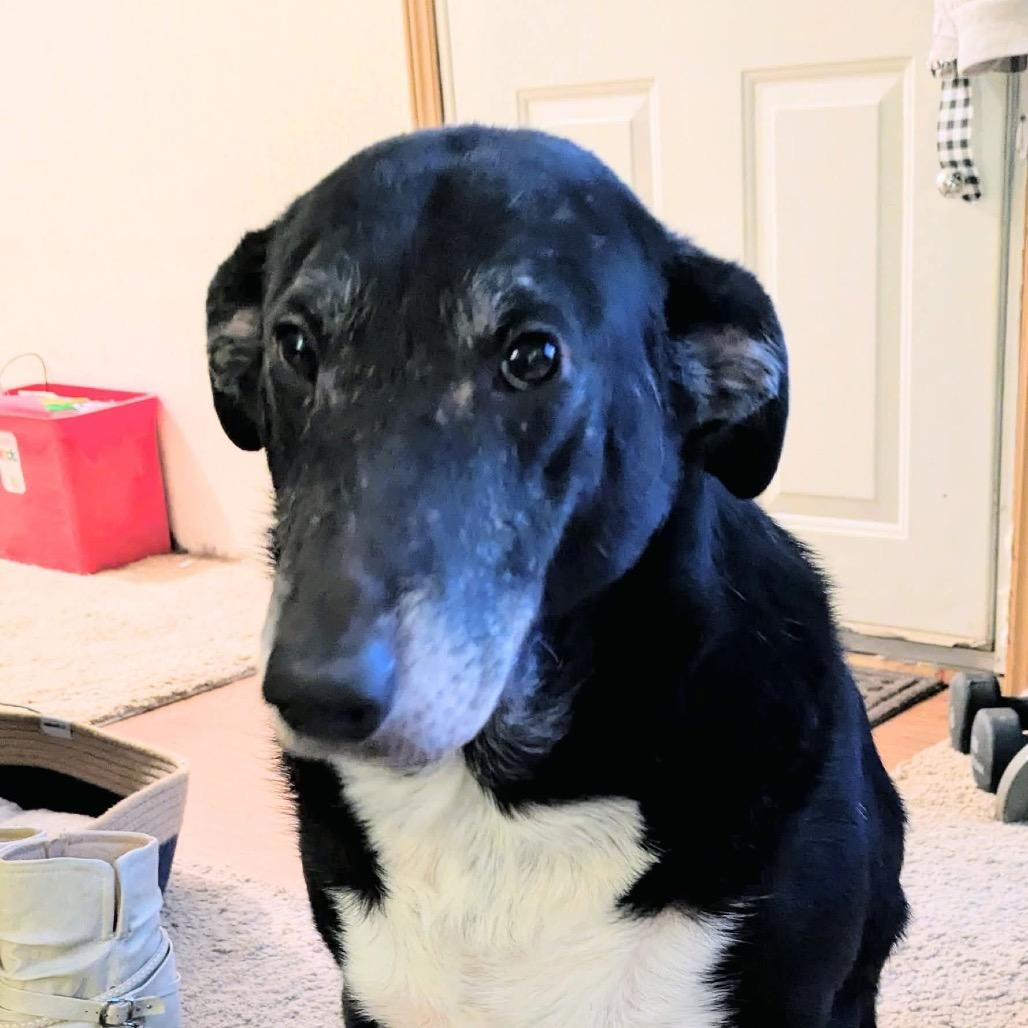 Enlarge Winkle, a Adoptable mixed breed in Huntington, WV image 4/4