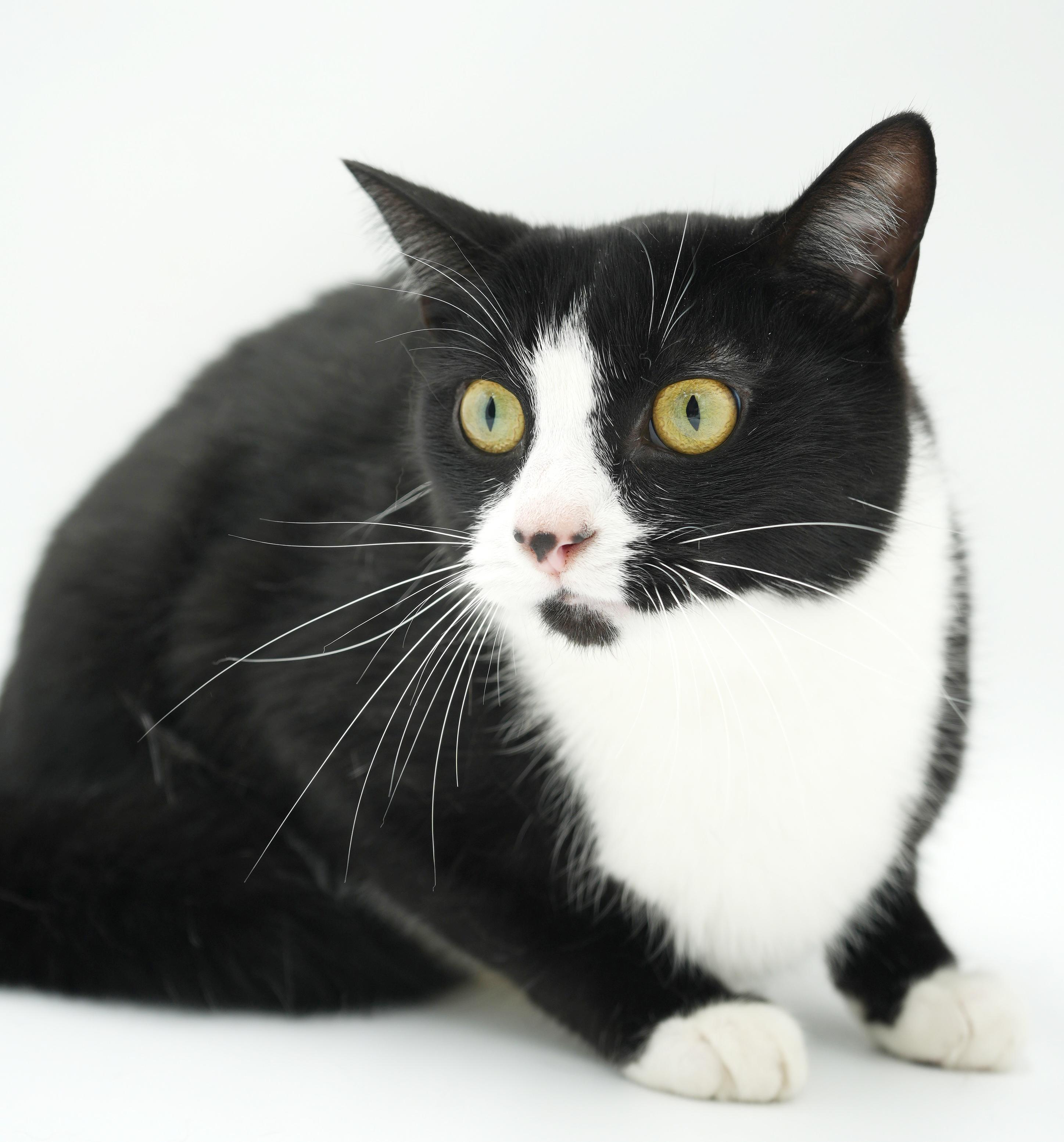 Charlie is a LOVER LOVER LOVER and not undercover - VIDEO, a Adoptable Tuxedo in Bedford Hills, NY image 1/6