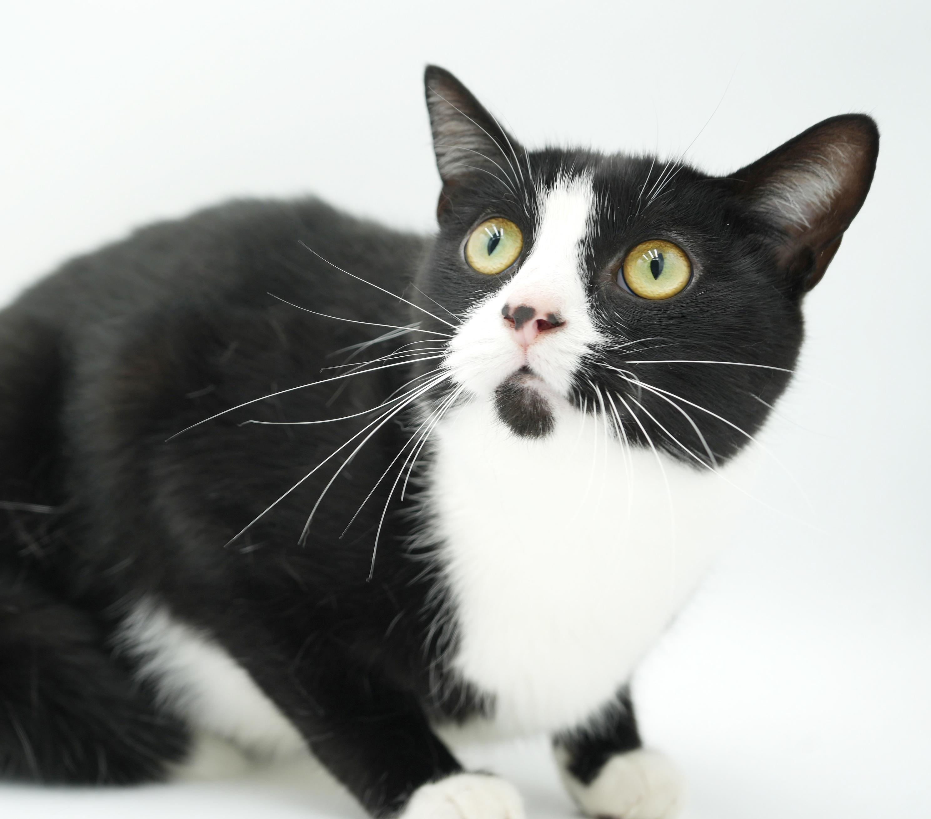 Charlie is a LOVER LOVER LOVER and not undercover - VIDEO, a Adoptable Tuxedo in Bedford Hills, NY image 6/6