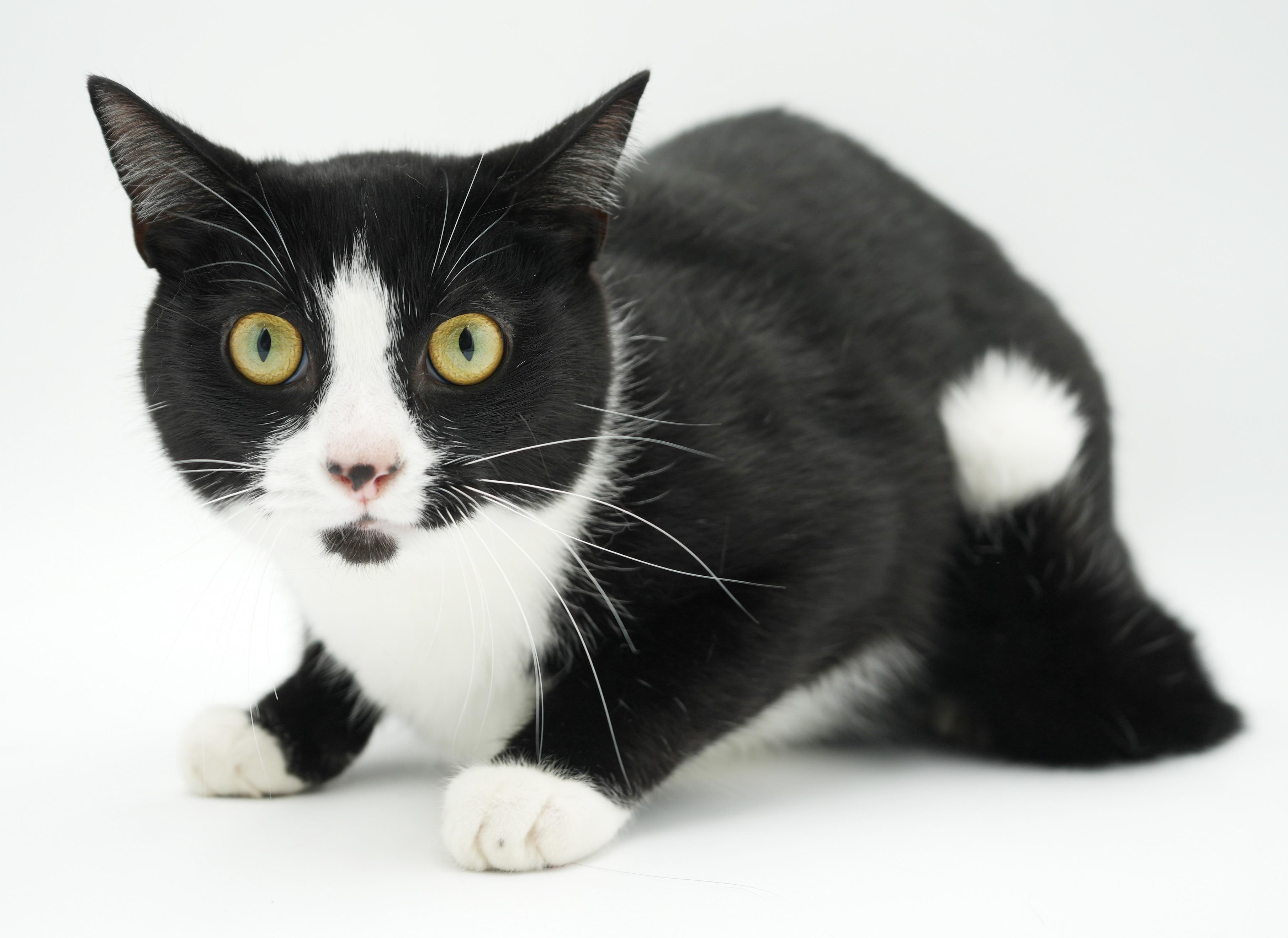 Charlie is a LOVER LOVER LOVER and not undercover - VIDEO, a Adoptable Tuxedo in Bedford Hills, NY image 2/6