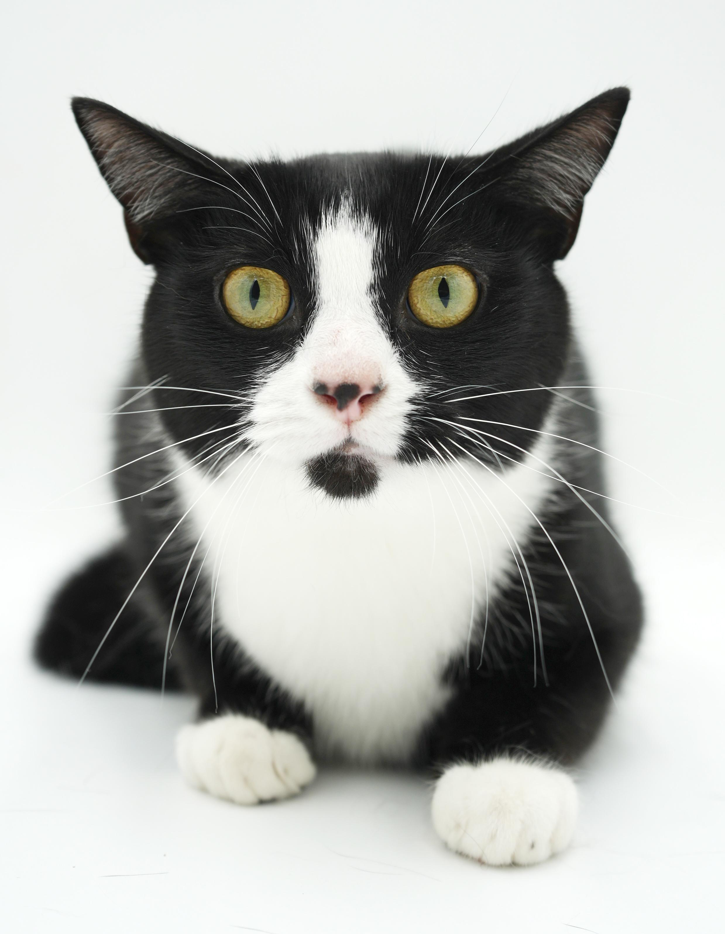 Charlie is a LOVER LOVER LOVER and not undercover - VIDEO, a Adoptable Tuxedo in Bedford Hills, NY image 4/6