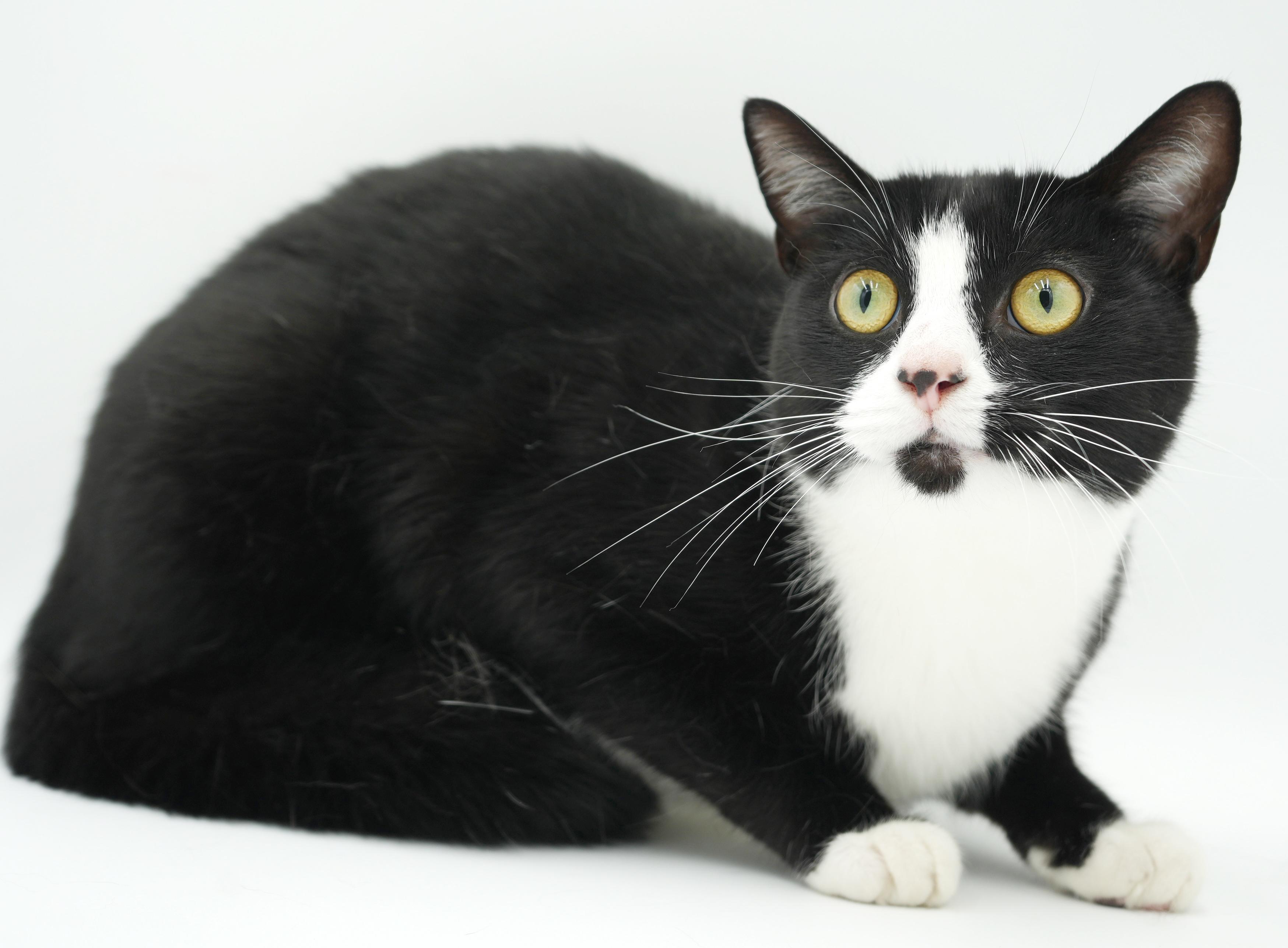 Charlie is a LOVER LOVER LOVER and not undercover - VIDEO, a Adoptable Tuxedo in Bedford Hills, NY image 3/6