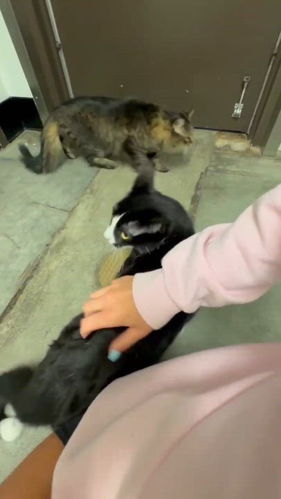 Enlarge Charlie is a LOVER LOVER LOVER and not undercover - VIDEO, a Adoptable Tuxedo in Bedford Hills, NY video 5/6