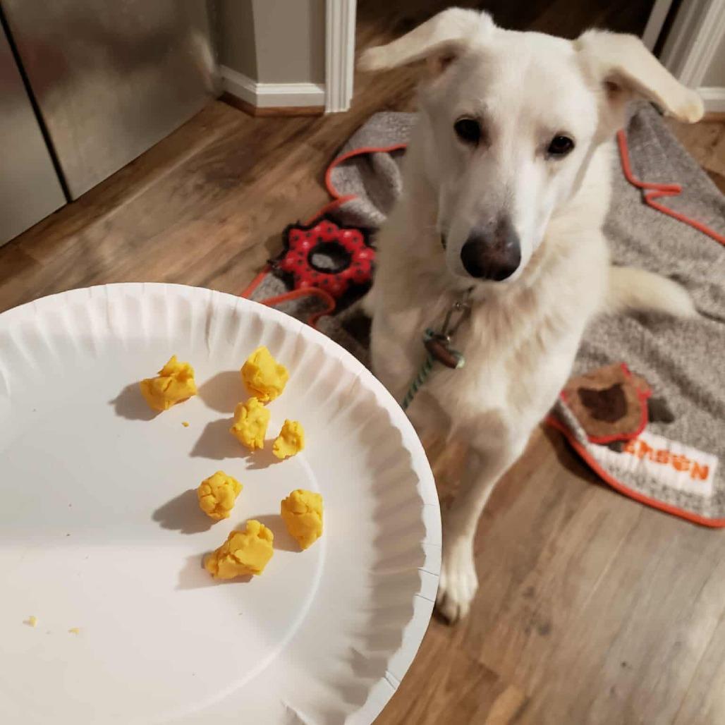 Enlarge Olaf, a Adoptable mixed breed in Bessemer, AL image 1/6