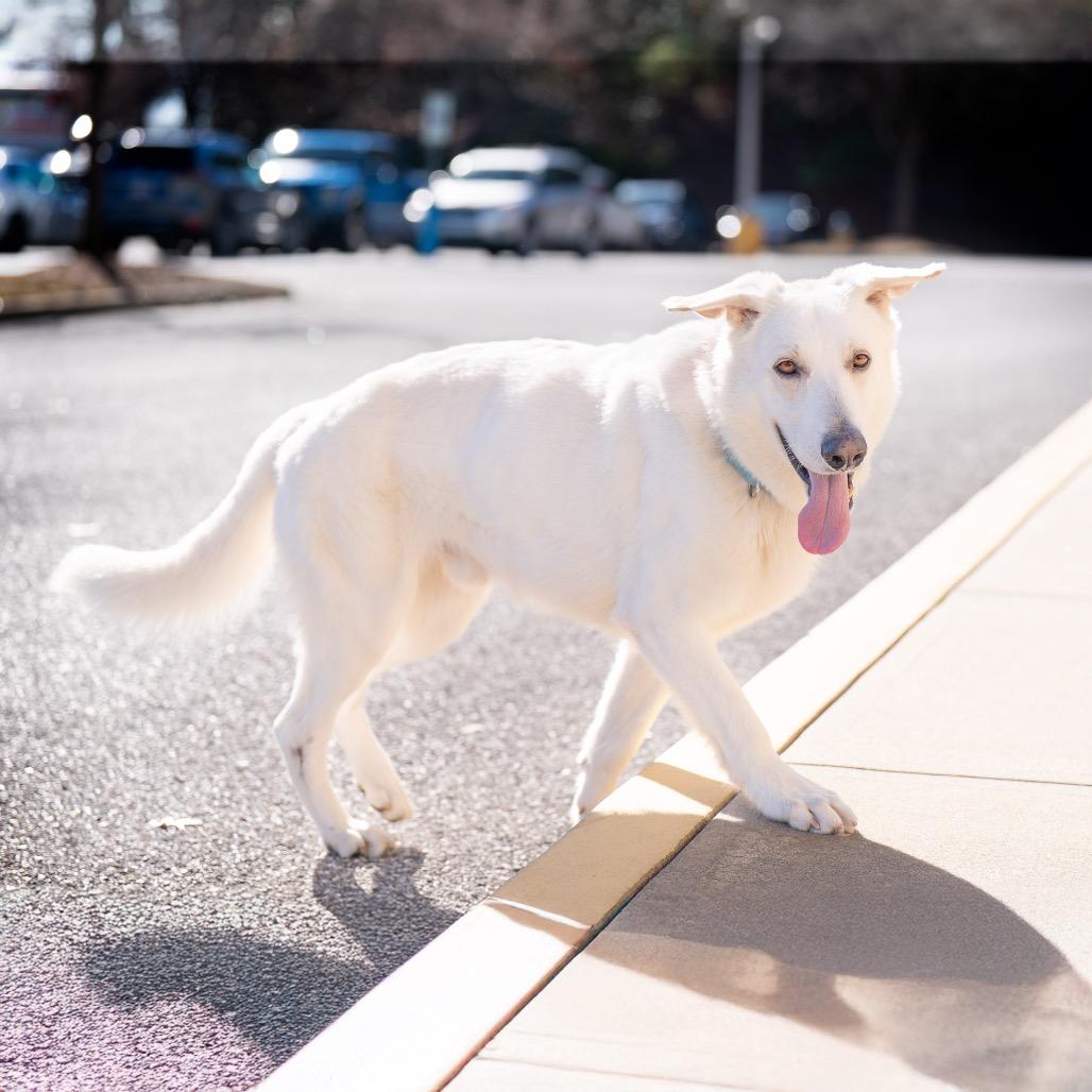 Enlarge Olaf, a Adoptable mixed breed in Bessemer, AL image 2/6