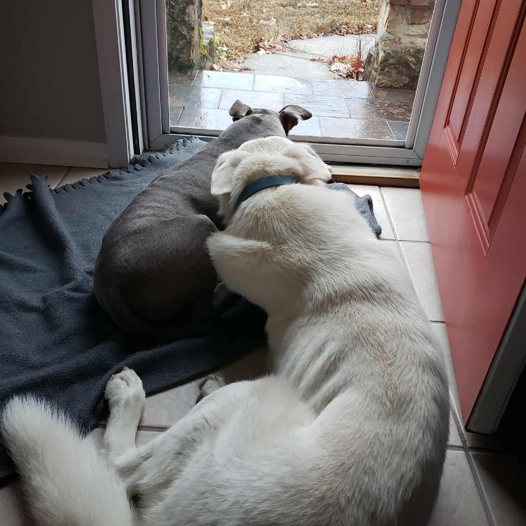 Enlarge Olaf, a Adoptable mixed breed in Bessemer, AL image 3/6