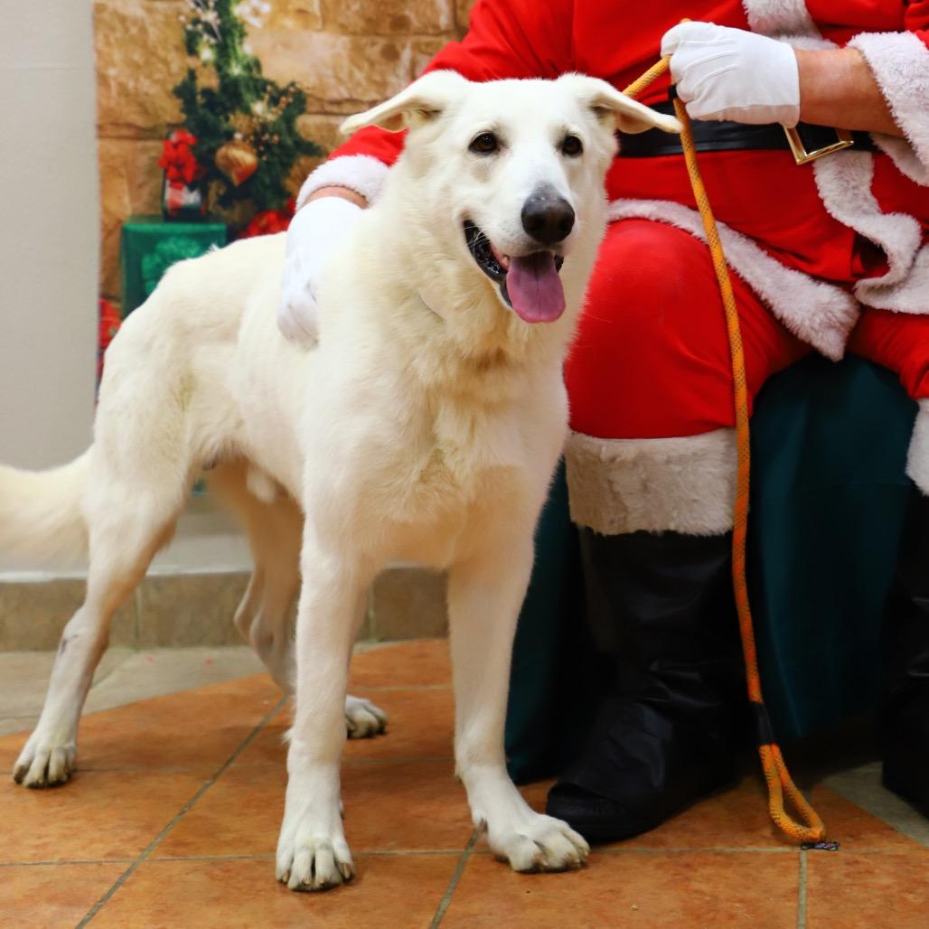 Enlarge Olaf, a Adoptable mixed breed in Bessemer, AL image 4/6