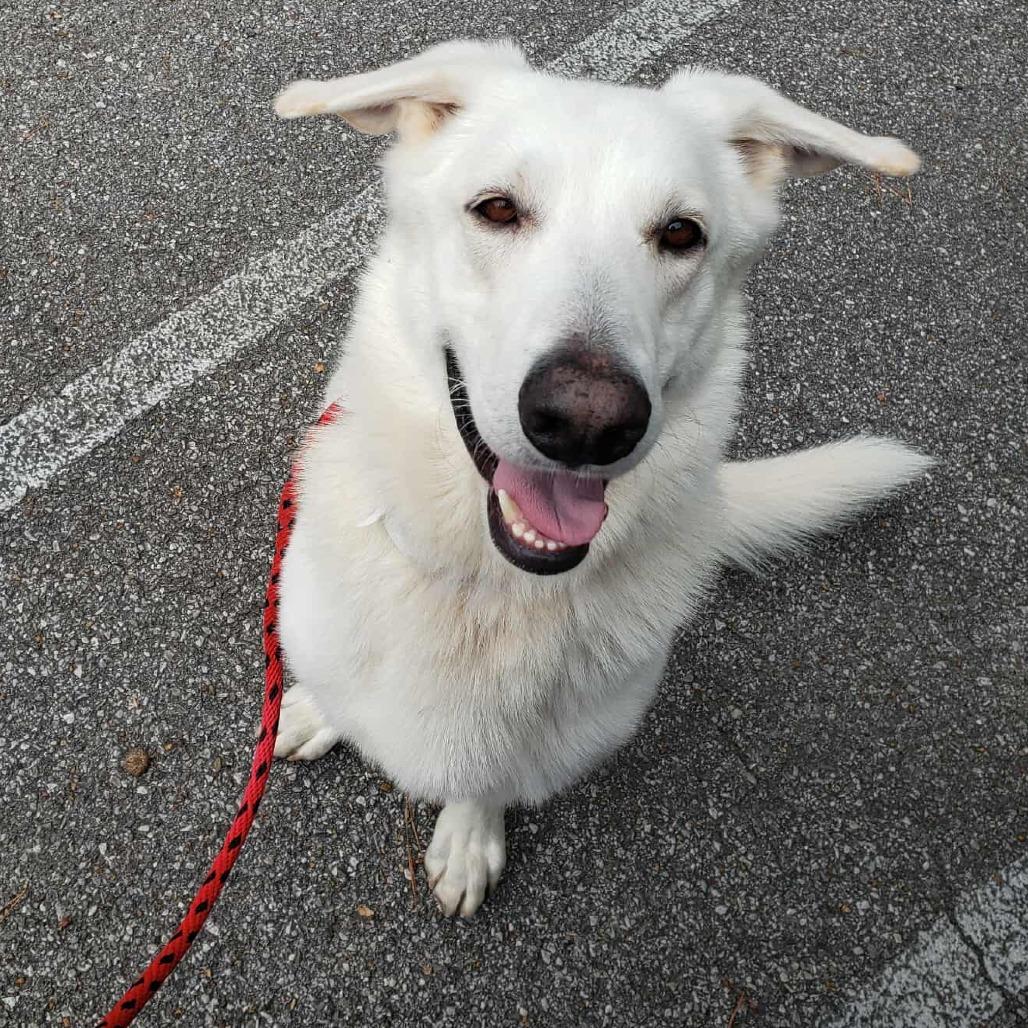 Enlarge Olaf, a Adoptable mixed breed in Bessemer, AL image 5/6