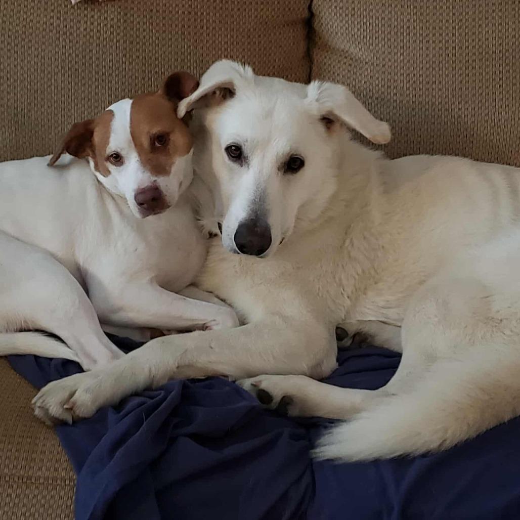 Enlarge Olaf, a Adoptable mixed breed in Bessemer, AL image 6/6