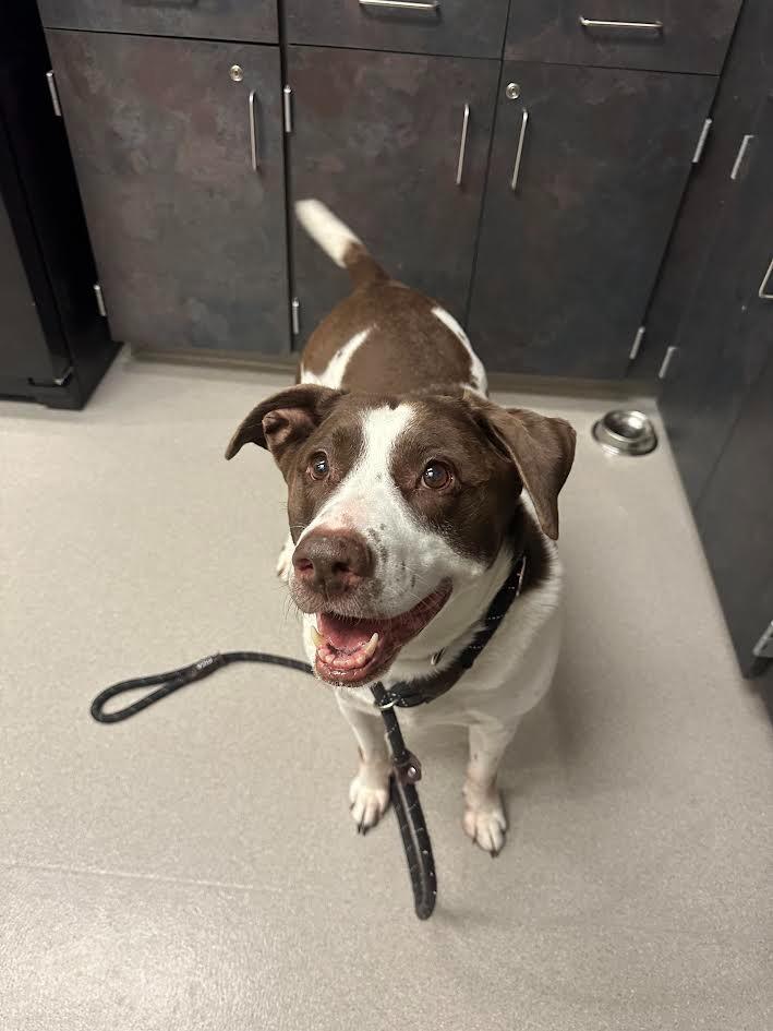 Winnie, Adoptable, Adult Female Labrador Retriever.