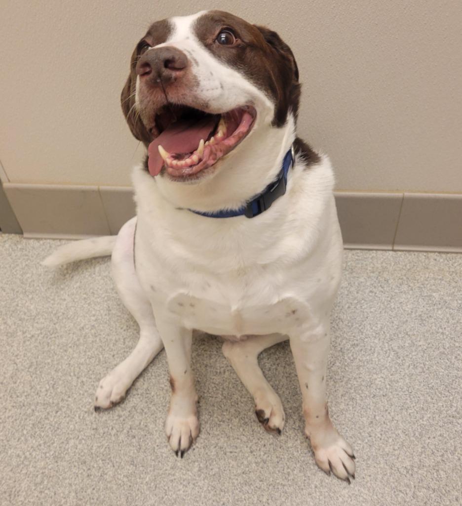 Enlarge Winnie, a Adoptable Labrador Retriever in Superior, WI image 2/2