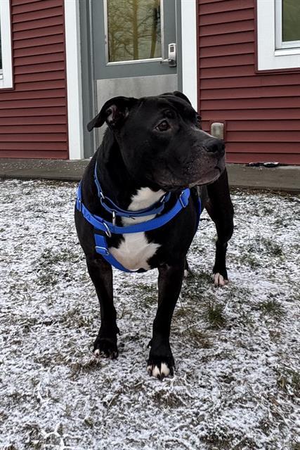 Enlarge INDIGO, a Adoptable Pit Bull Terrier in Centerville, MA image 1/1