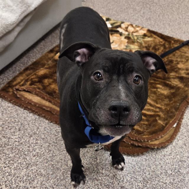 Enlarge INDIGO, a Adoptable mixed breed in Centerville, MA image 1/1