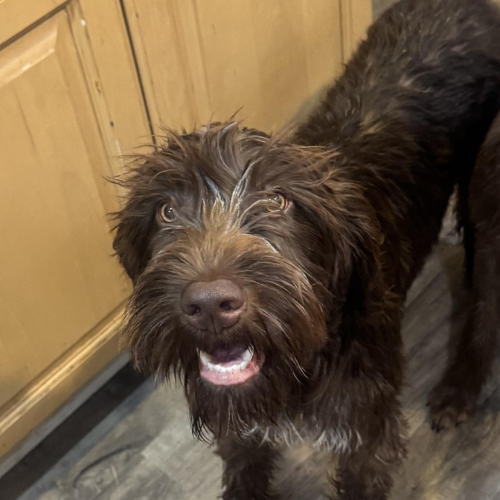 Loretta, Adoptable, Young Female German Wirehaired Pointer.