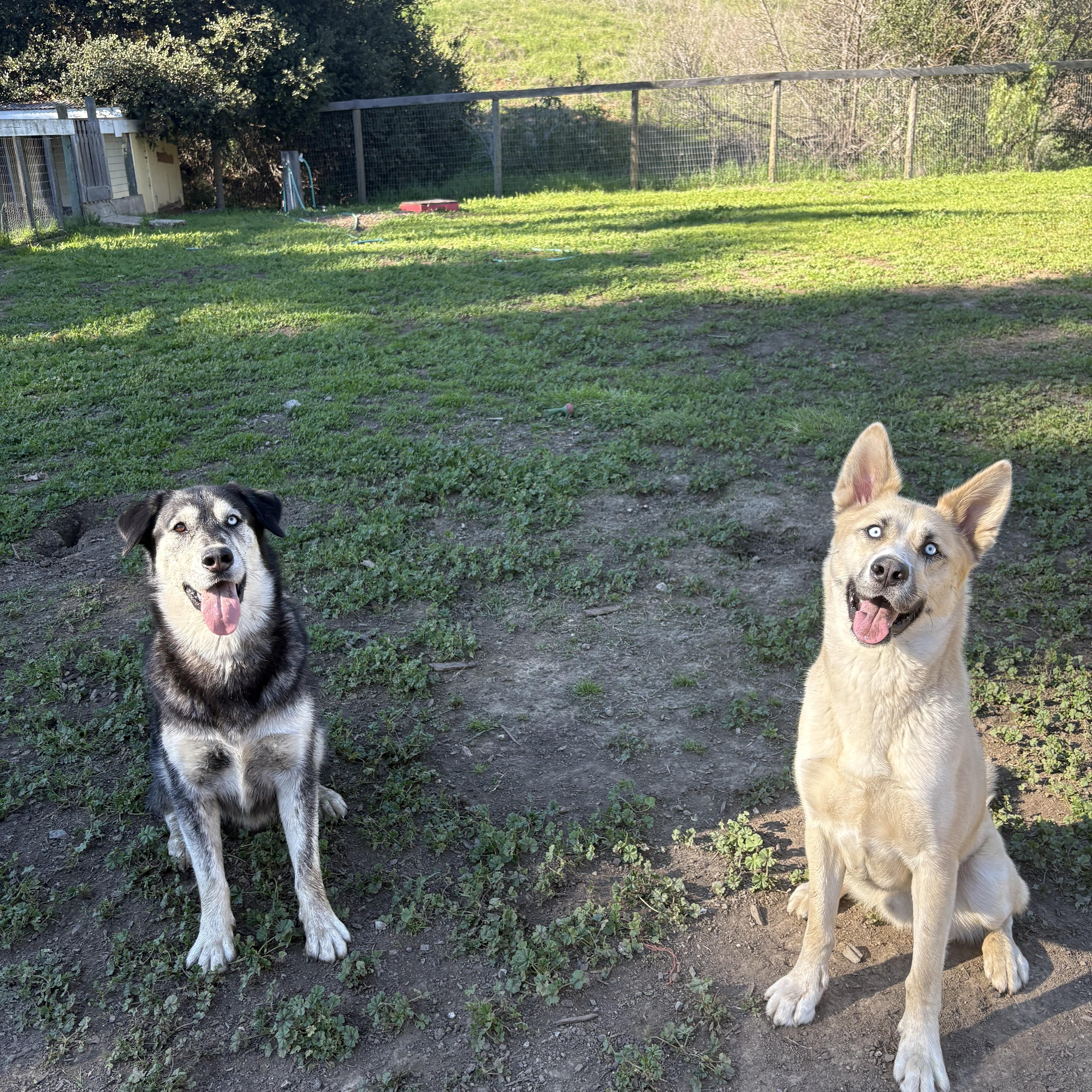 Enlarge Frankie, a Adoptable mixed breed in Los Osos, CA image 3/6