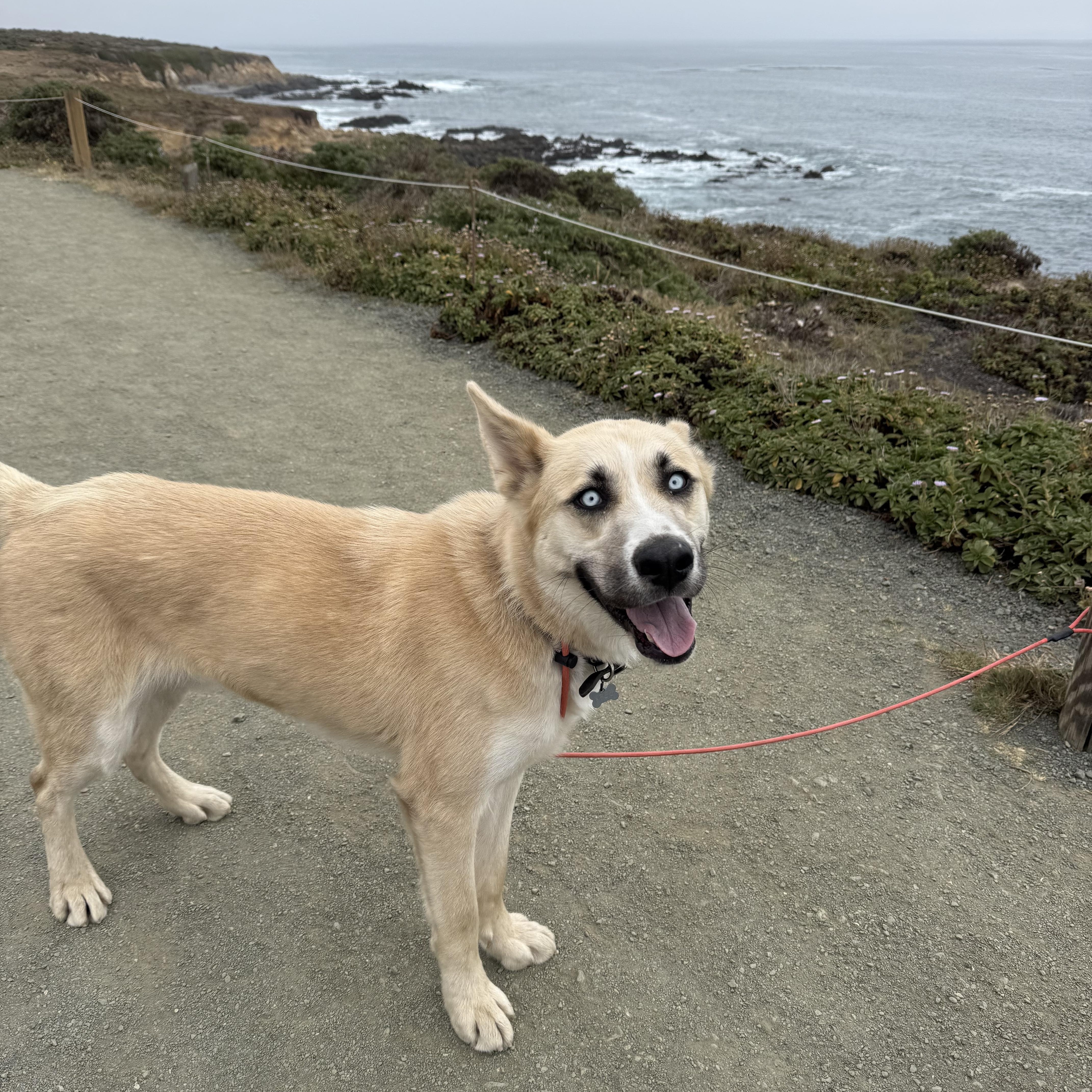 Enlarge Frankie, a Adoptable mixed breed in Los Osos, CA image 3/6
