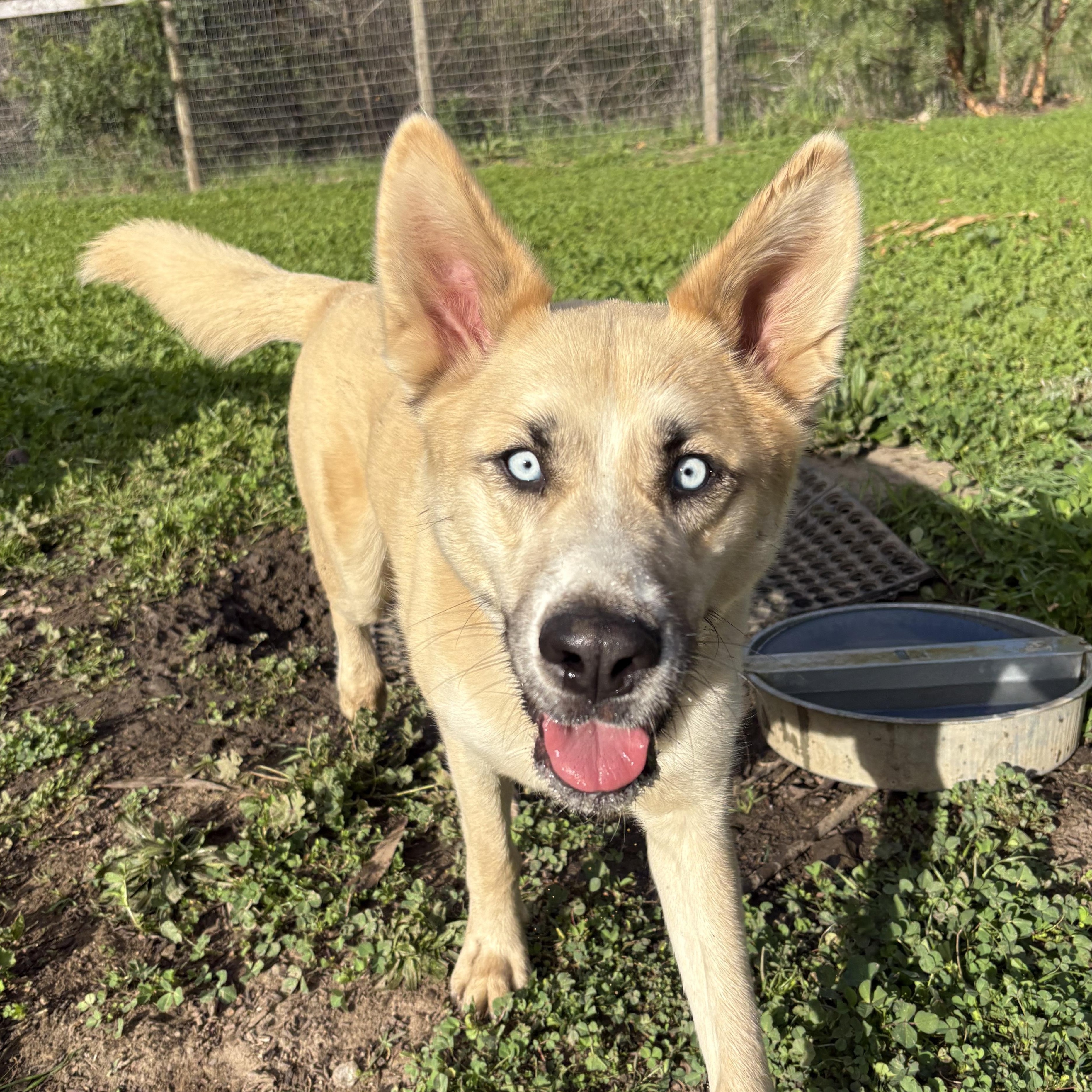 Frankie, Adoptable, Young Male Husky.