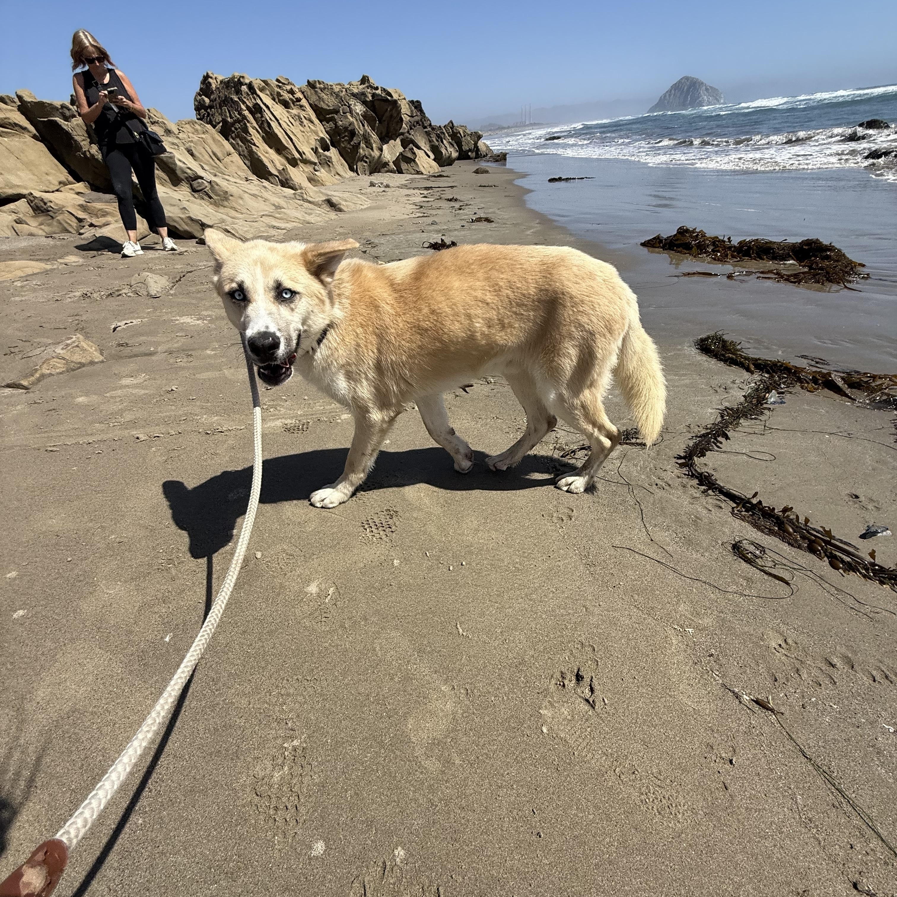 Enlarge Frankie, a Adoptable mixed breed in Los Osos, CA image 5/6