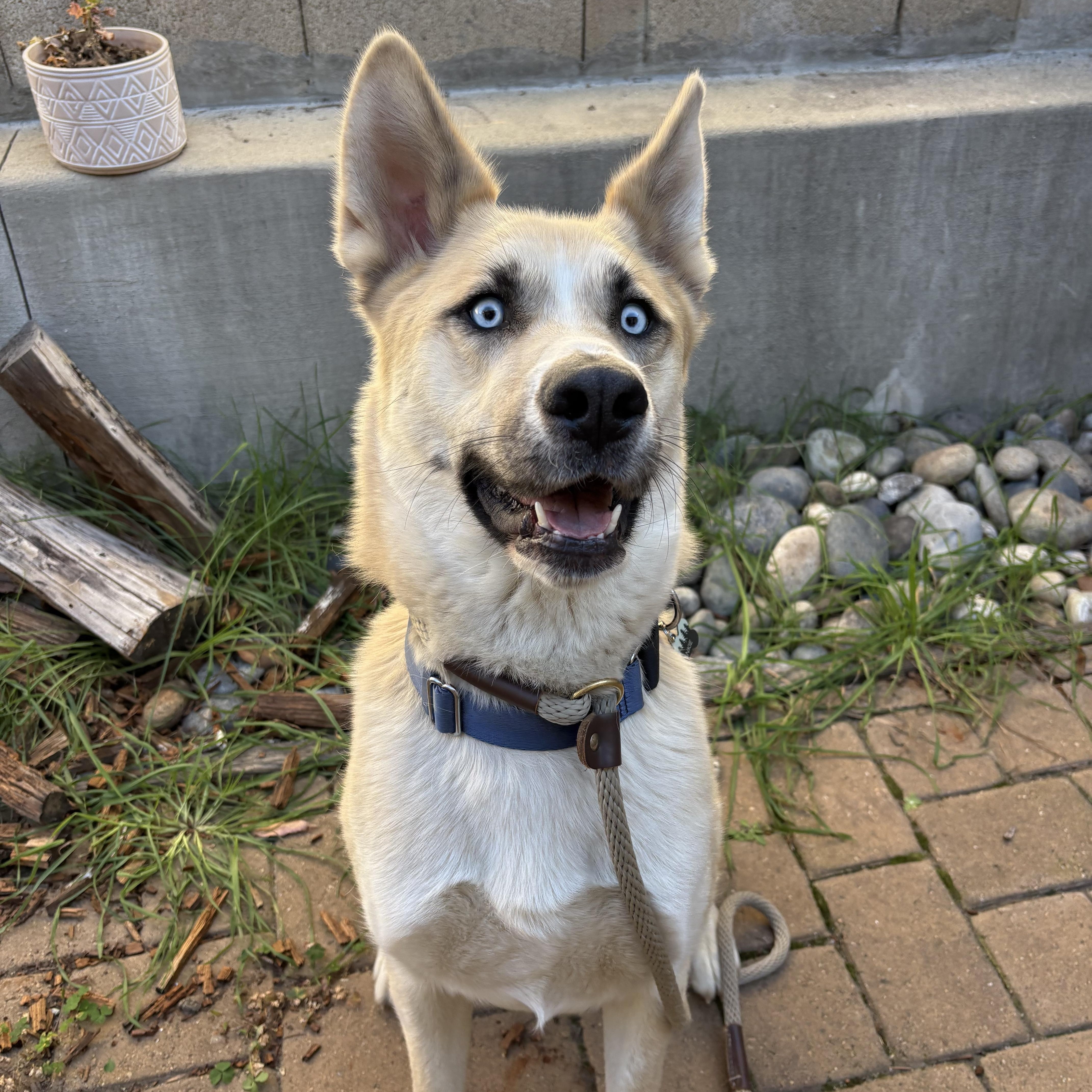 Enlarge Frankie, a Adoptable mixed breed in Los Osos, CA image 2/6