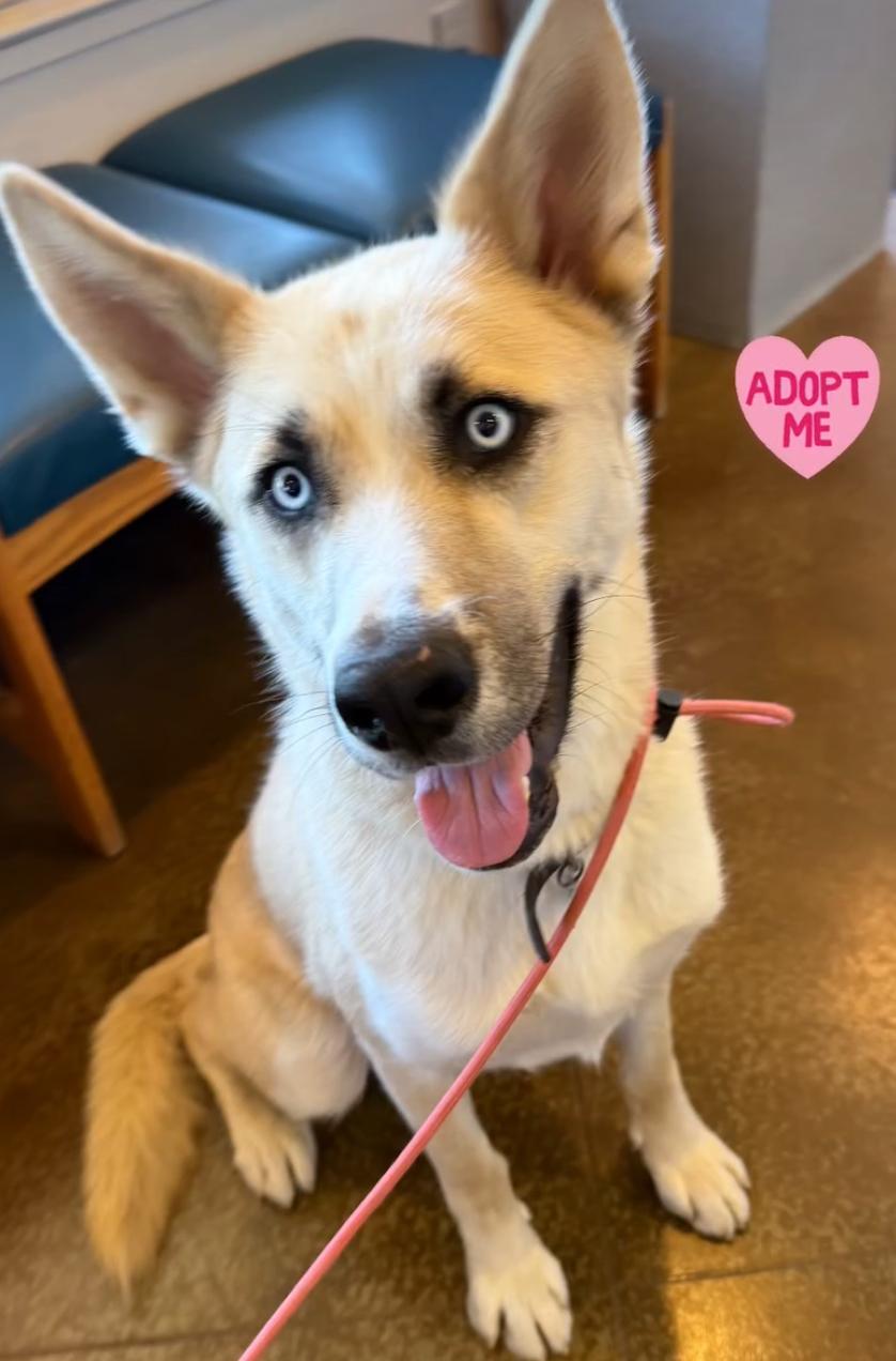 Enlarge Frankie, a Adoptable mixed breed in Los Osos, CA image 1/6