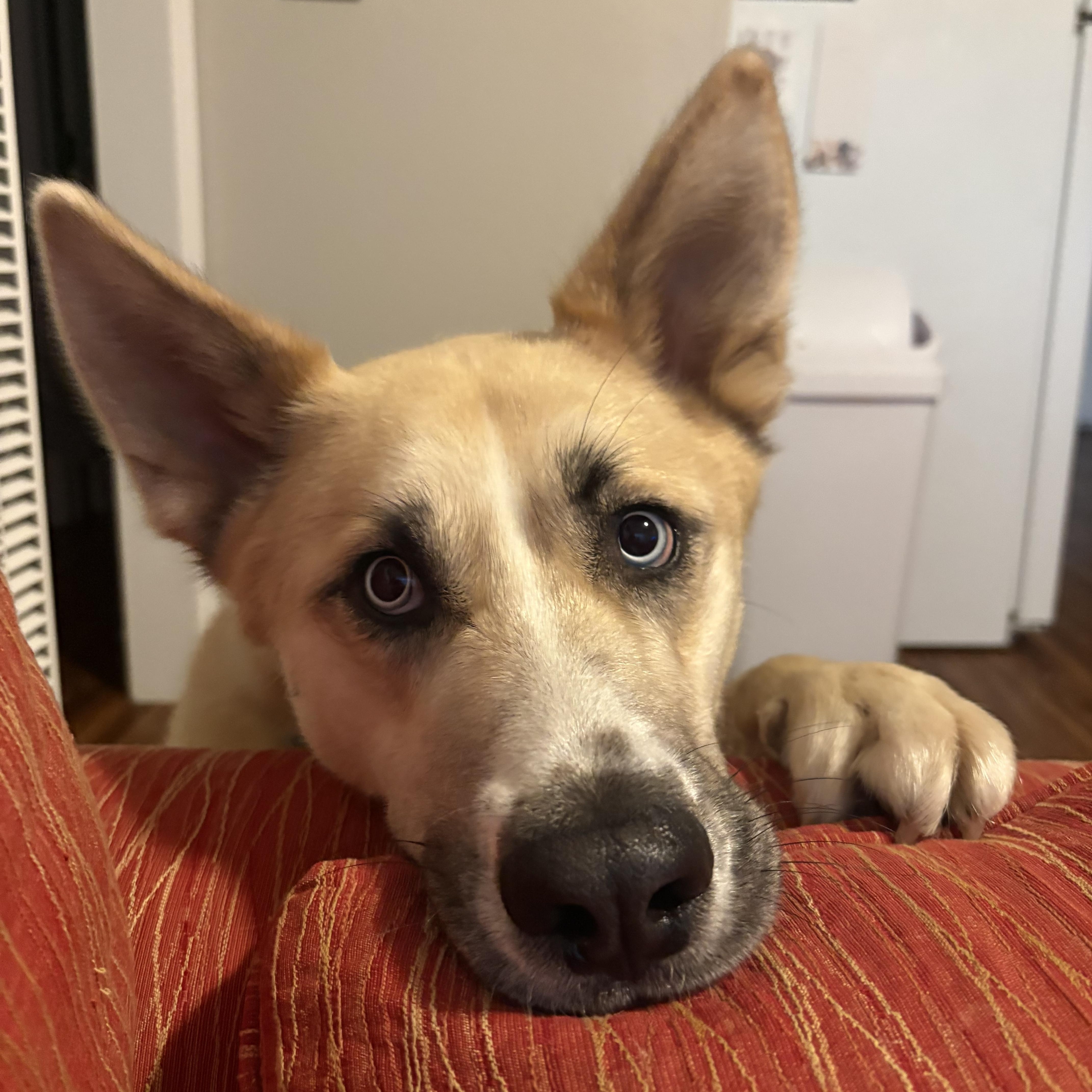 Enlarge Frankie, a Adoptable mixed breed in Los Osos, CA image 4/6