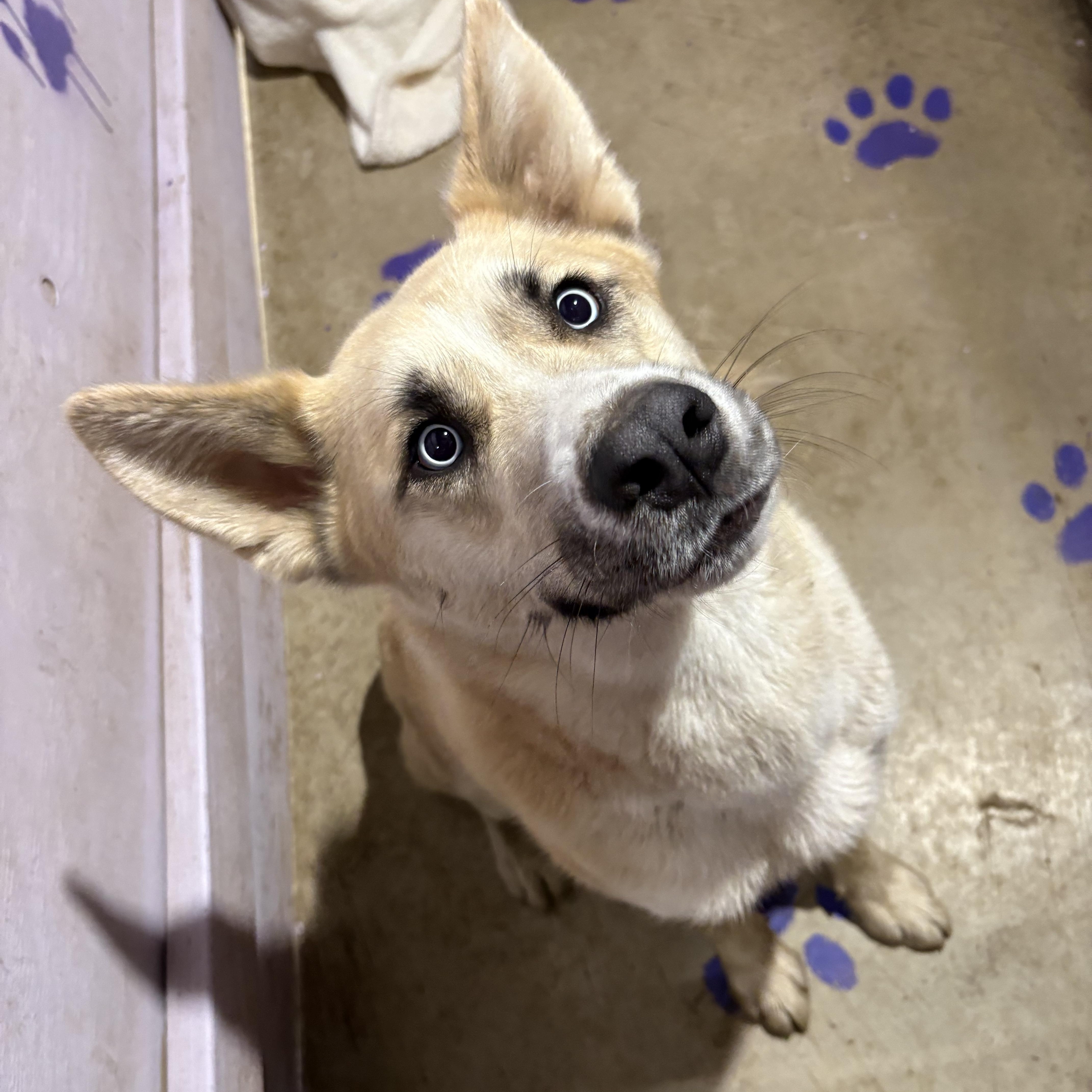 Enlarge Frankie, a Adoptable mixed breed in Los Osos, CA image 5/6