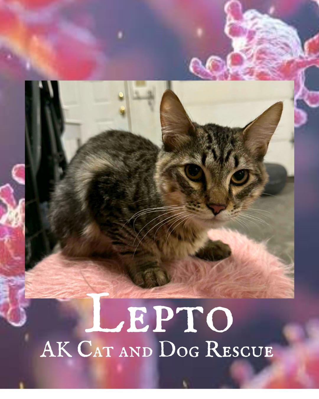 Lepto, Adoptable, Young Male Domestic Medium Hair.
