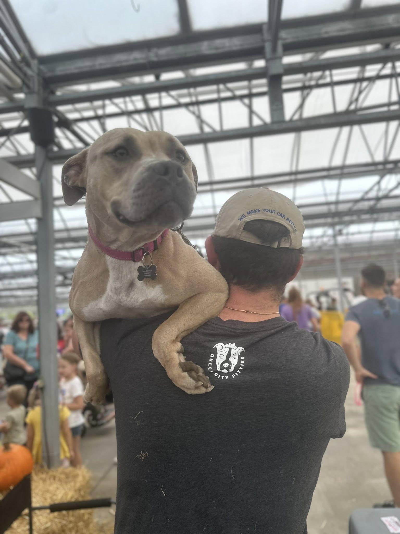 Ruby, Adoptable, Young Female Pit Bull Terrier.