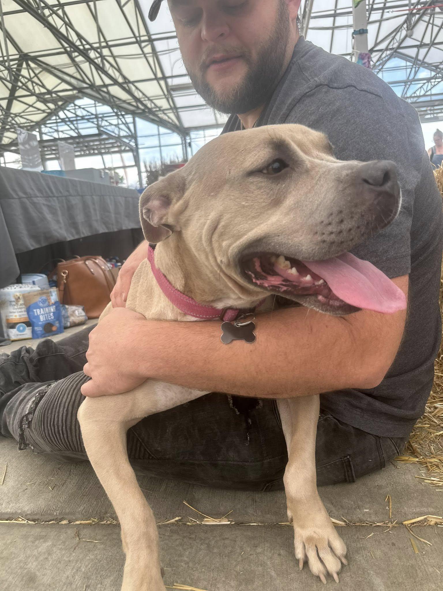 Ruby, a Adoptable Pit Bull Terrier in Buffalo, NY image 3/6