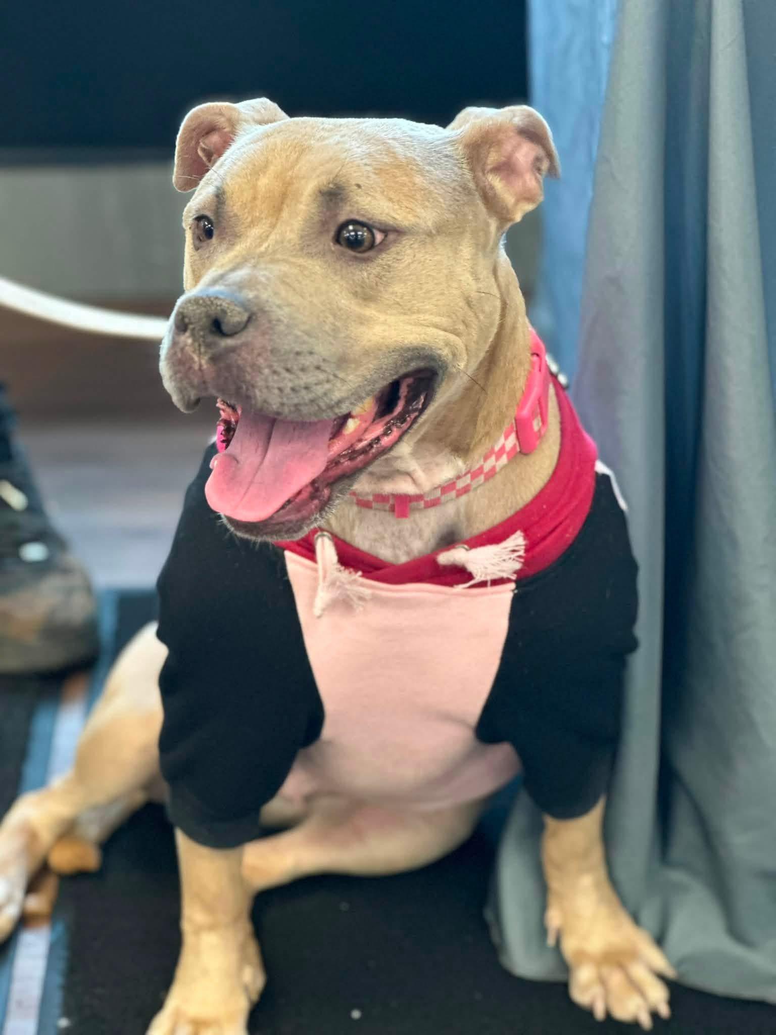 Enlarge Ruby, a Adoptable Pit Bull Terrier in Buffalo, NY image 1/6