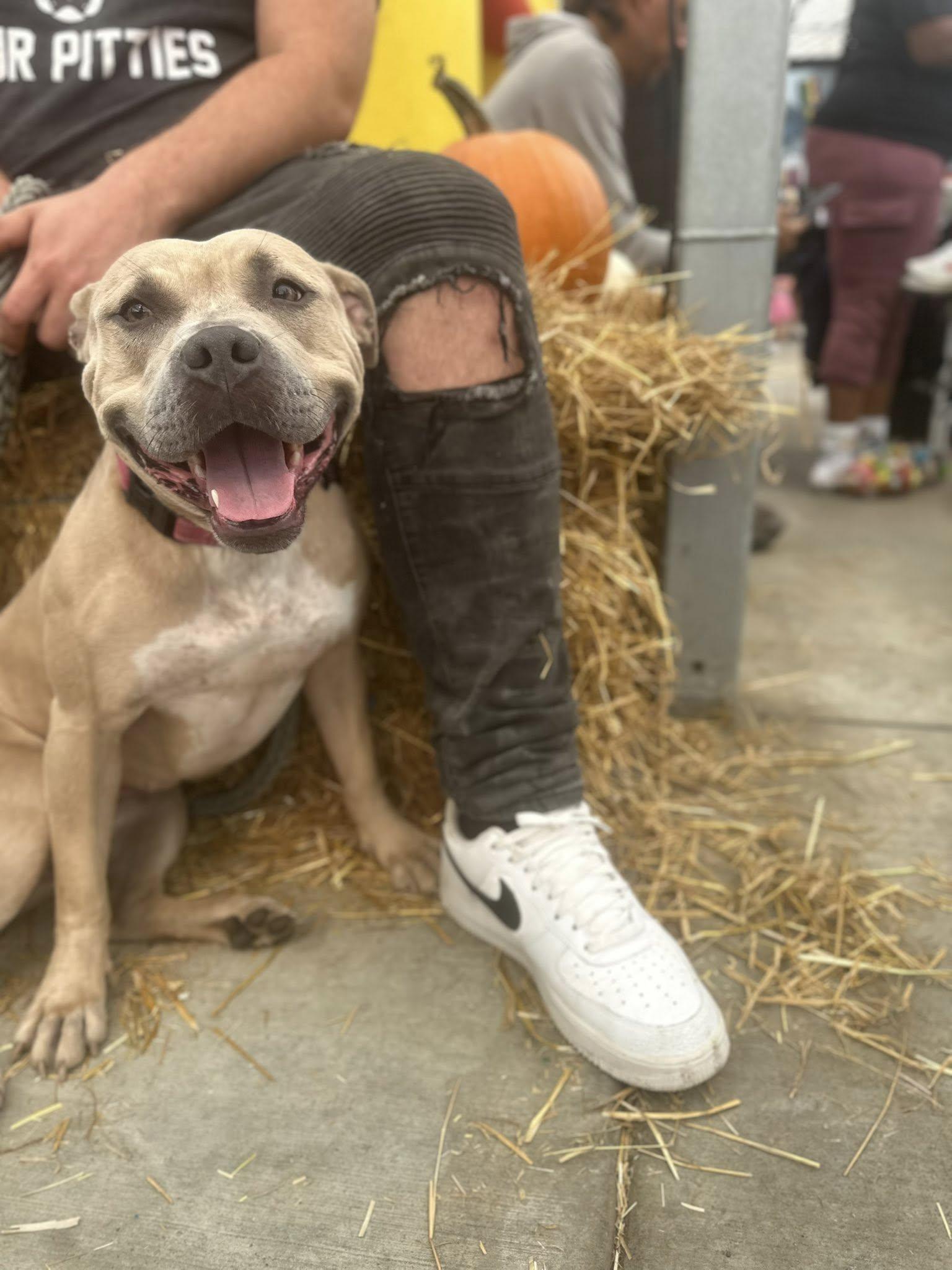Ruby, a Adoptable Pit Bull Terrier in Buffalo, NY image 6/6