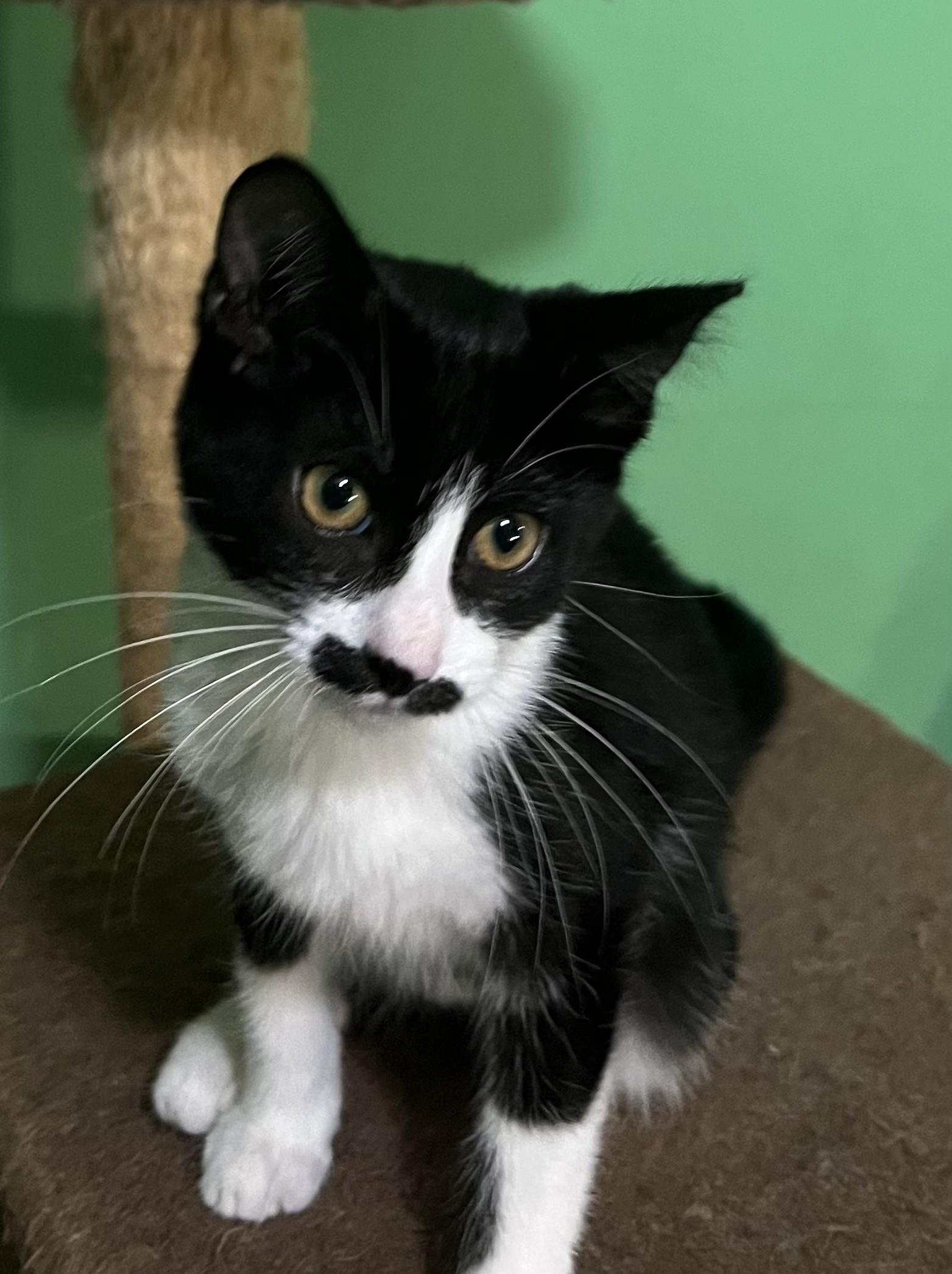 WHISKERELLA, a ADOPTABLE Domestic Short Hair in Chicago Ridge, IL image 3/3