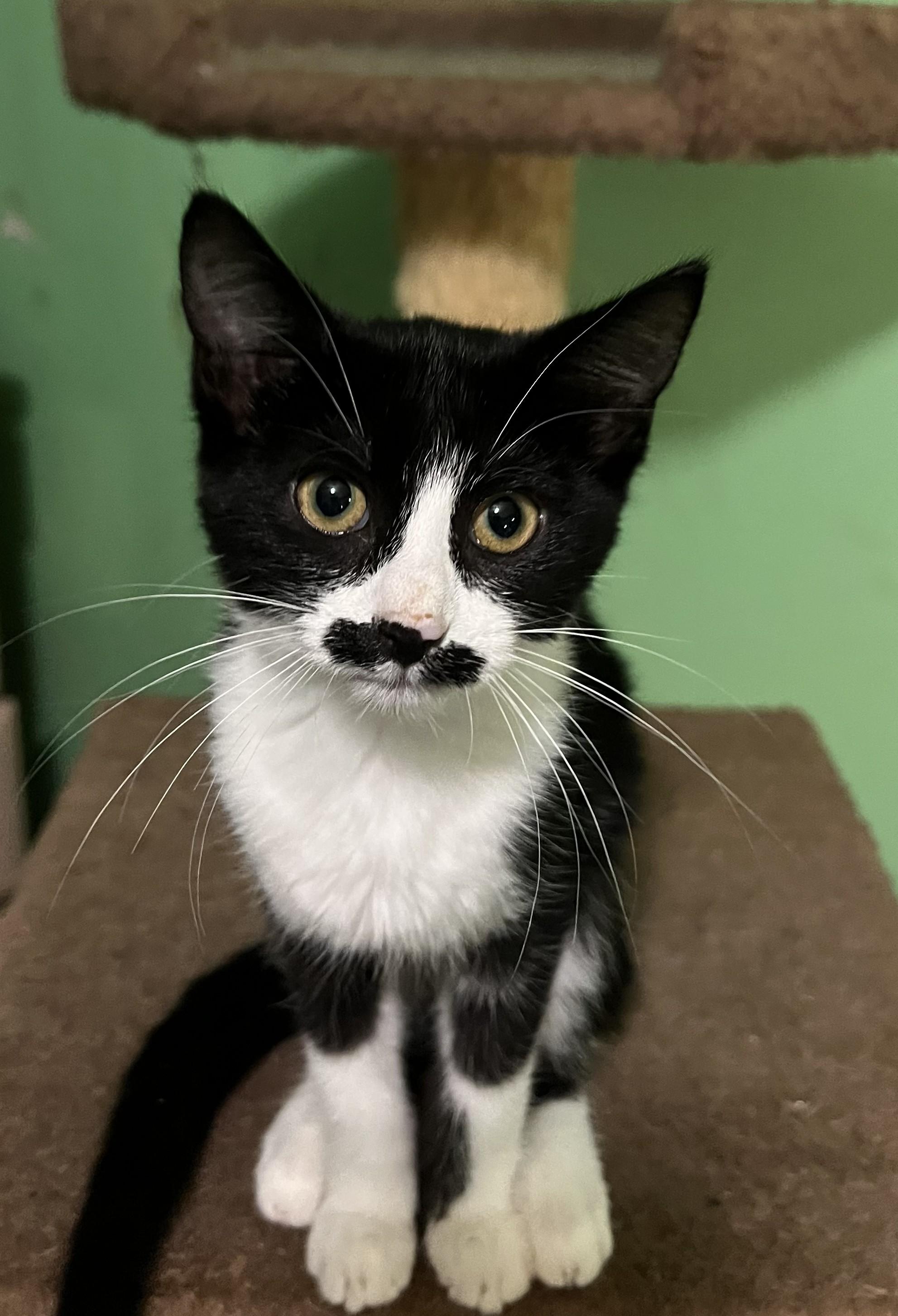 WHISKERELLA, ADOPTABLE, Young Female Domestic Short Hair.