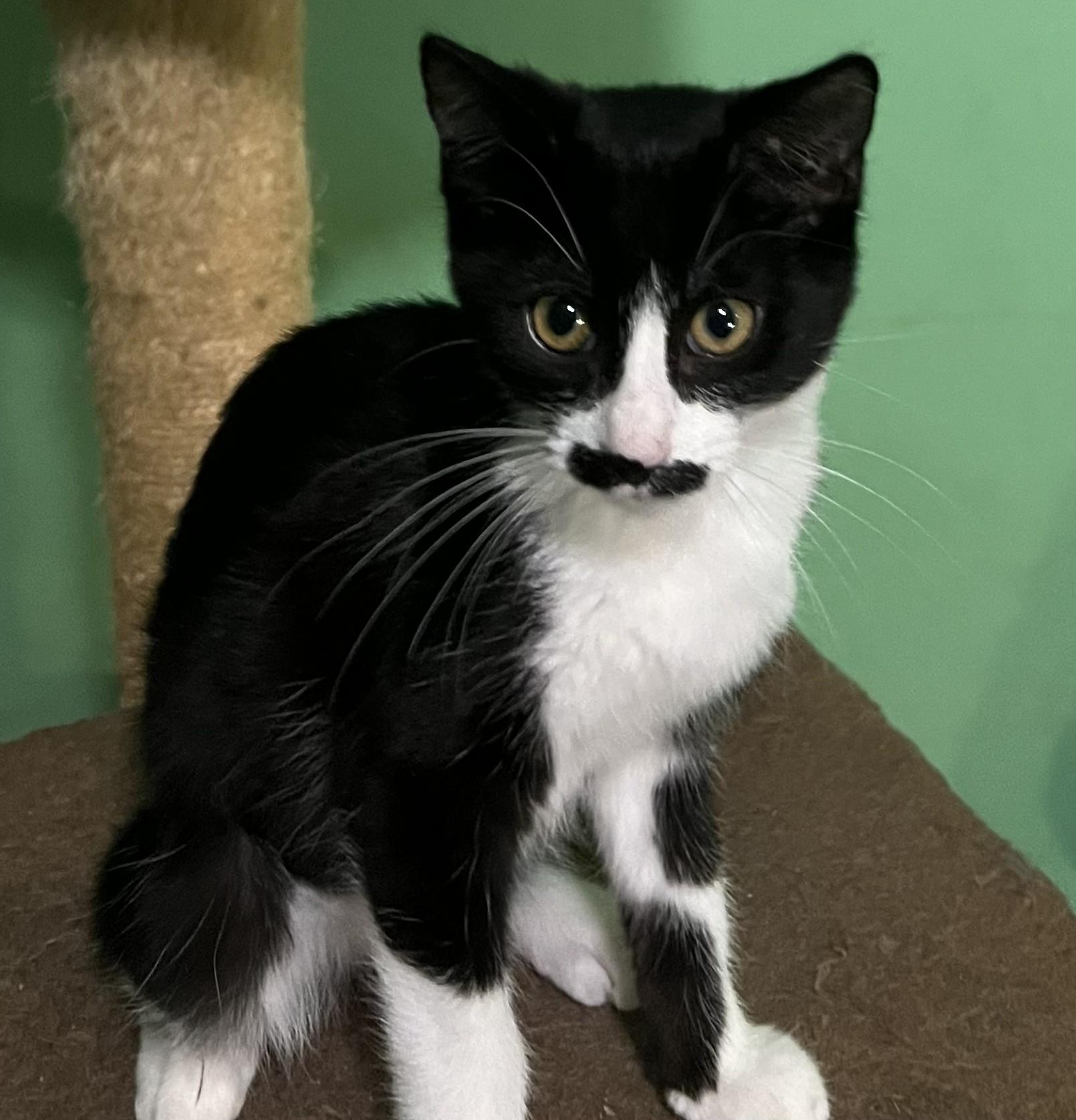 WHISKERELLA, a ADOPTABLE Domestic Short Hair in Chicago Ridge, IL image 2/3