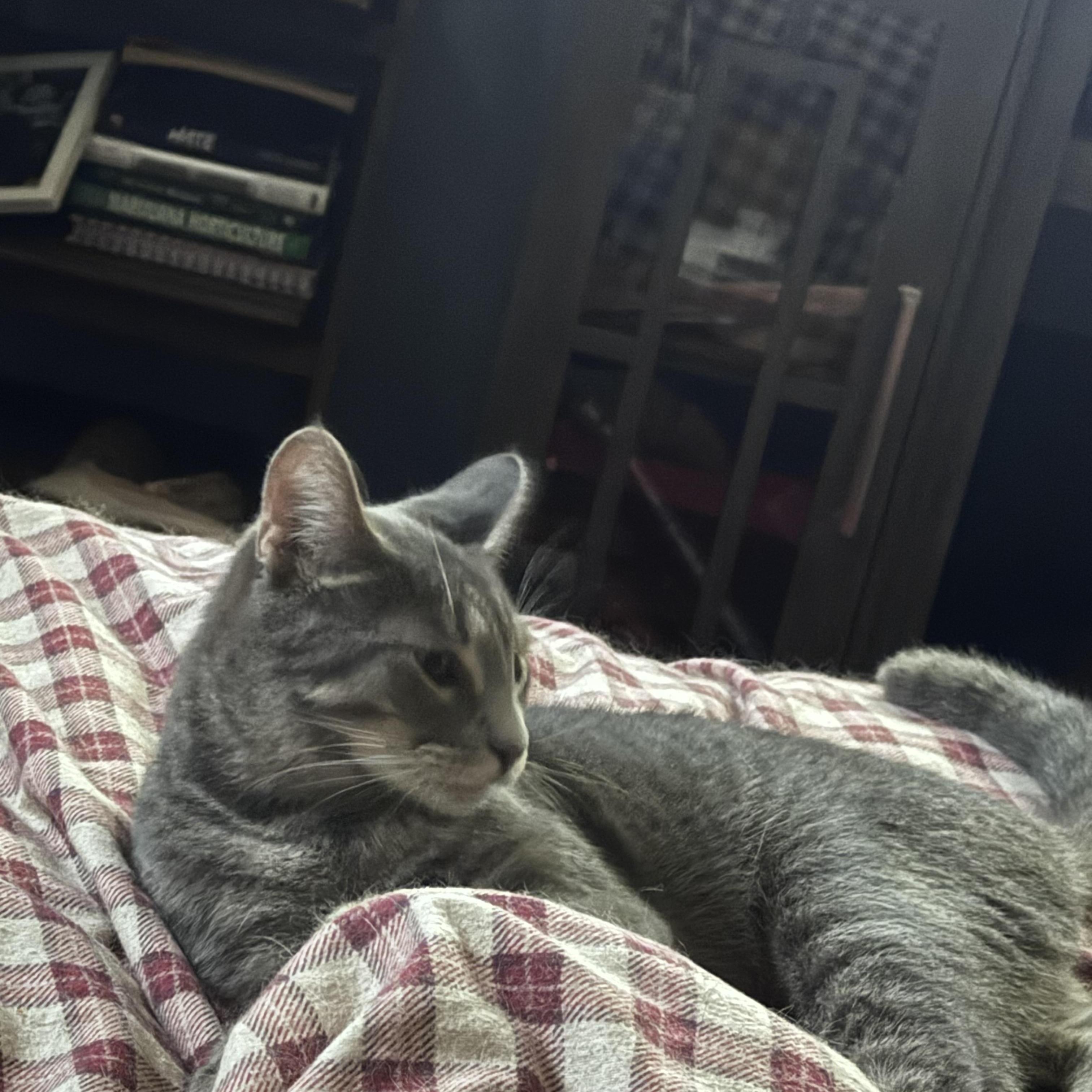 Enlarge Cooper, a Adoptable Domestic Short Hair in East Stroudsburg, PA image 4/4