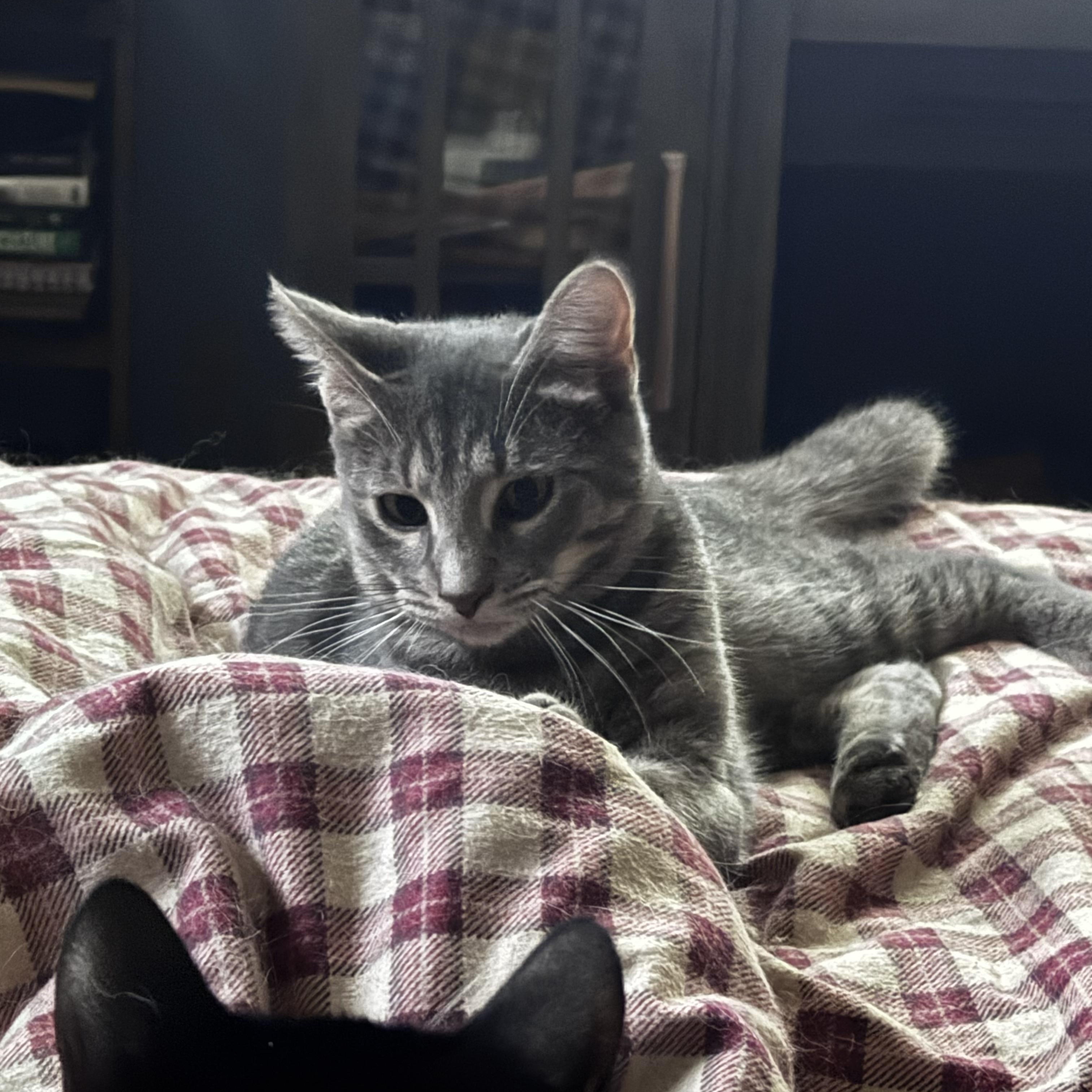 Cooper, Adoptable, Kitten Male Domestic Short Hair.