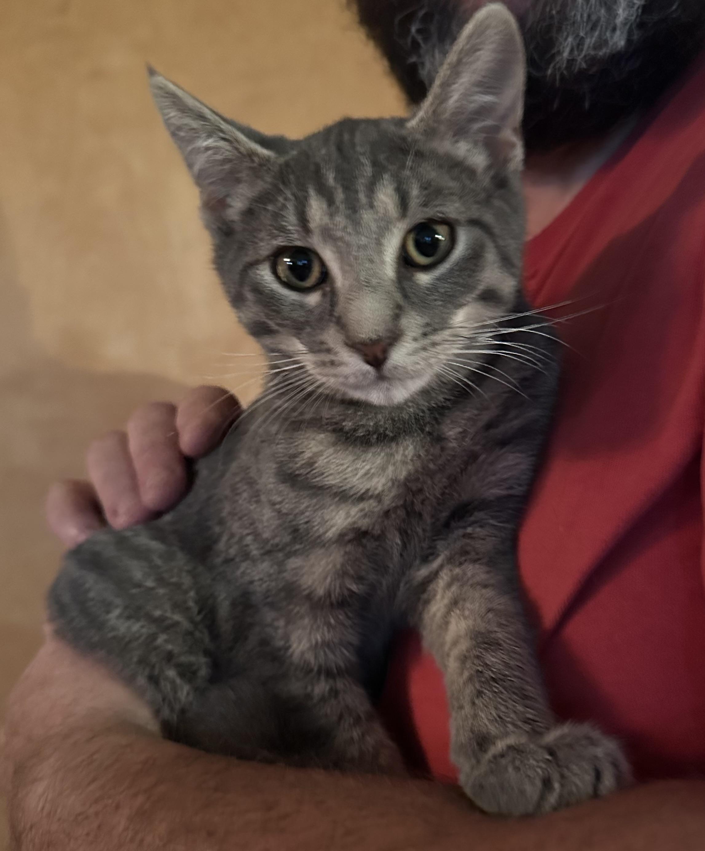 Enlarge Cooper, a Adoptable Domestic Short Hair in East Stroudsburg, PA image 3/4